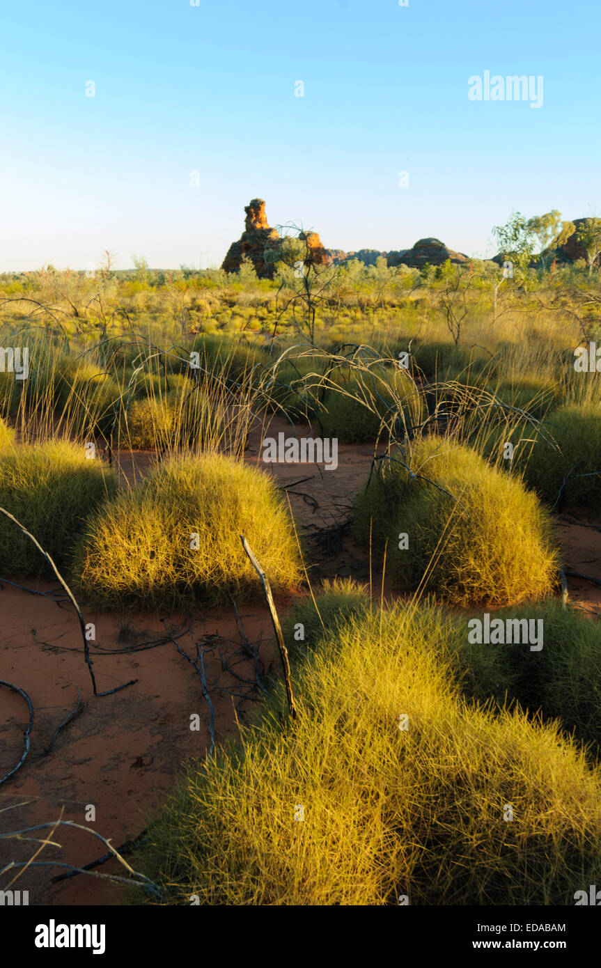 Bunch Grass (Triodia) Les Bungle Bungles (Purnunulu), l'Australie Occidentale Banque D'Images
