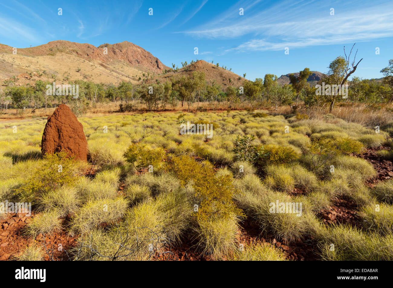 Bunch Grass (Triodia) et termitière - Les Bungle Bungle (Purnululu), l'Australie Occidentale Banque D'Images