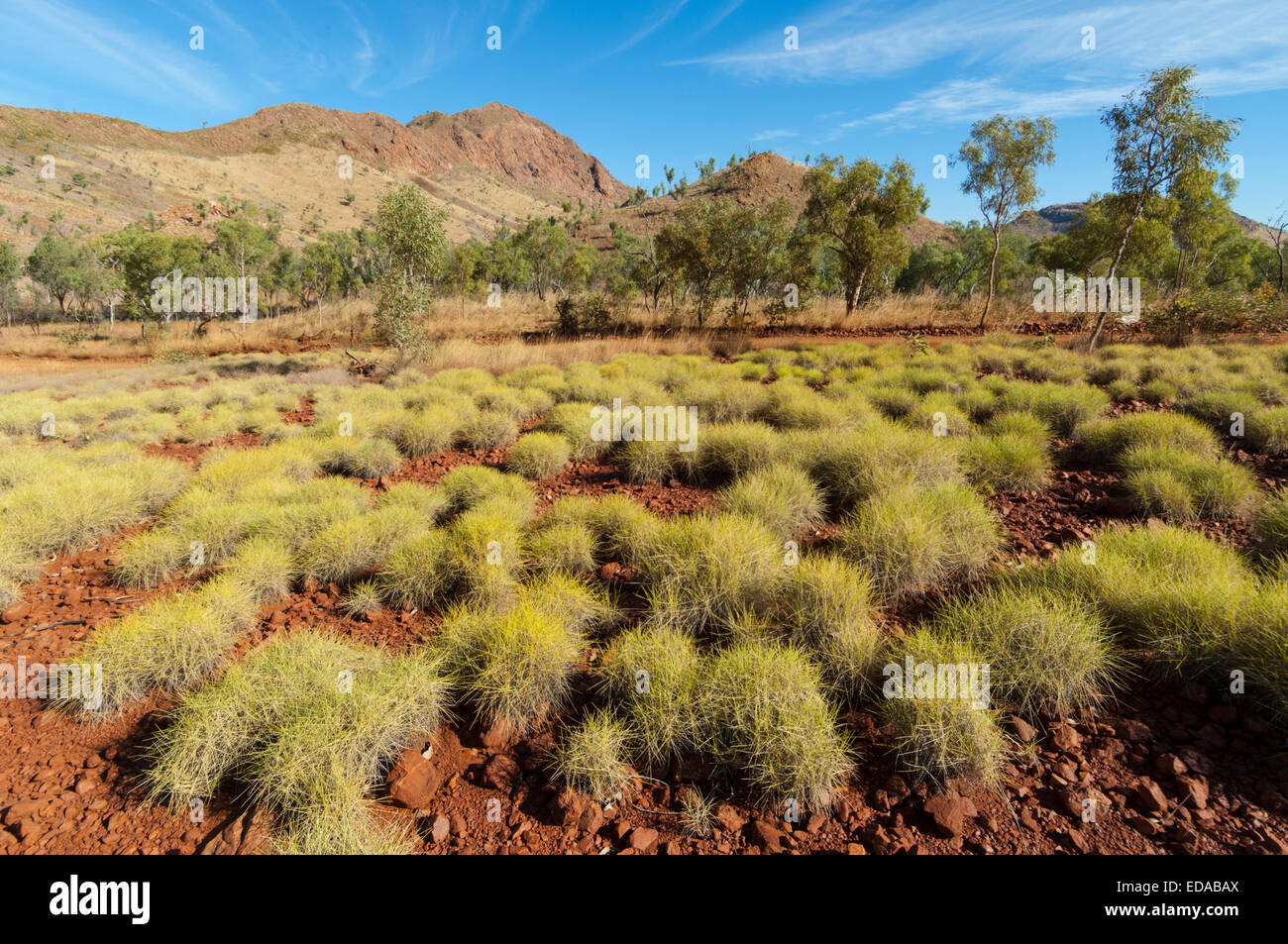 Bunch Grass (Triodia) Les Bungle Bungle (Purnululu), l'Australie Occidentale Banque D'Images