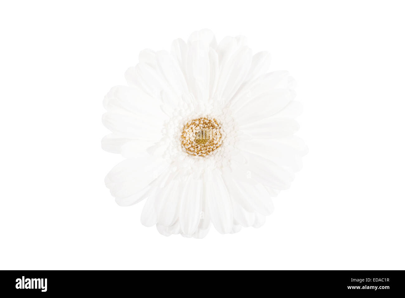Close up of a beautiful white flower isolated Banque D'Images