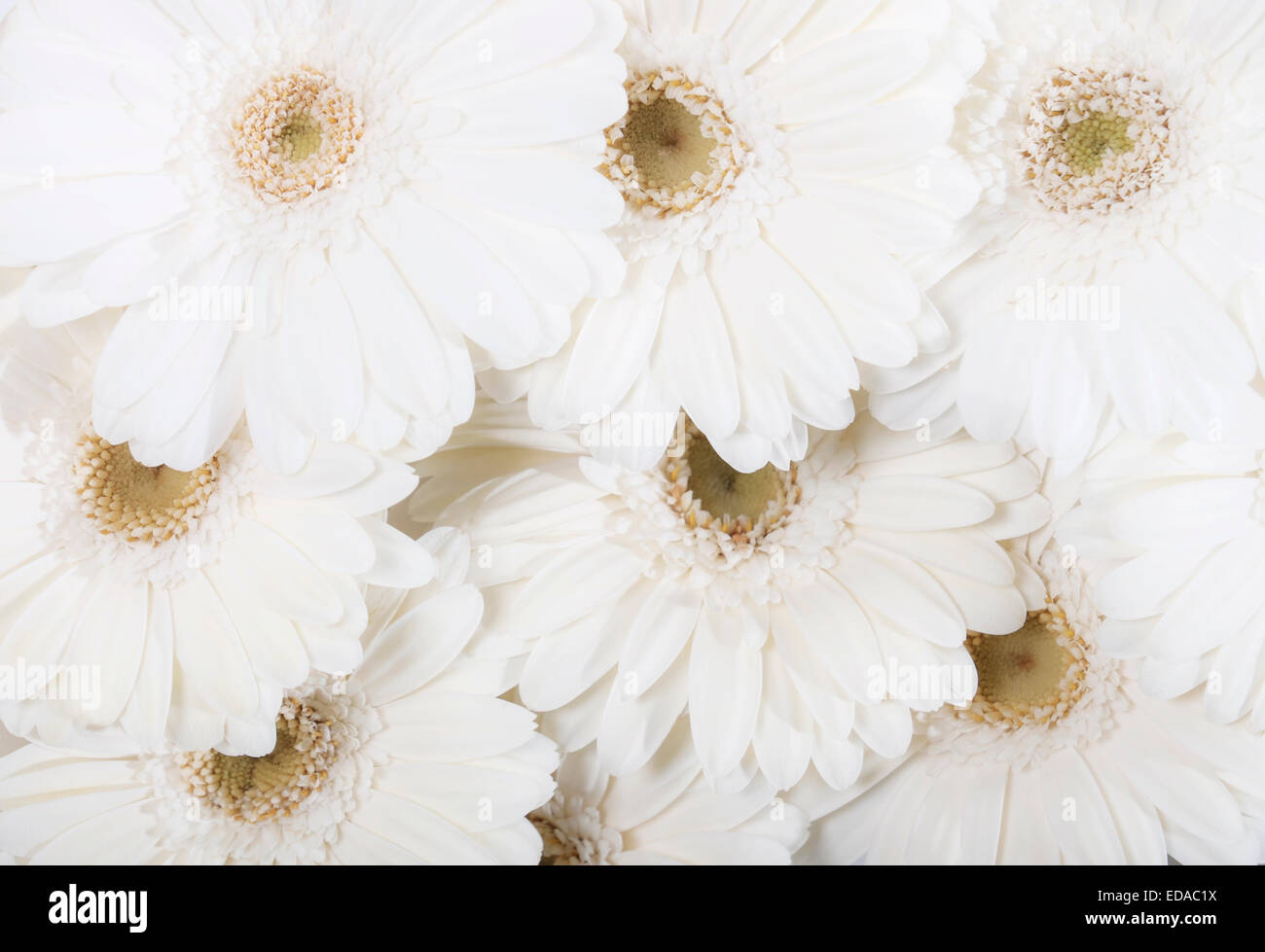 Daisy blanc bouquet de gerberas background Banque D'Images