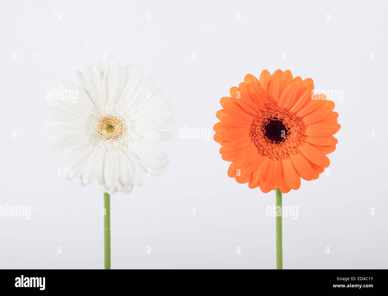 Fleur blanche et orange sur fond blanc Banque D'Images