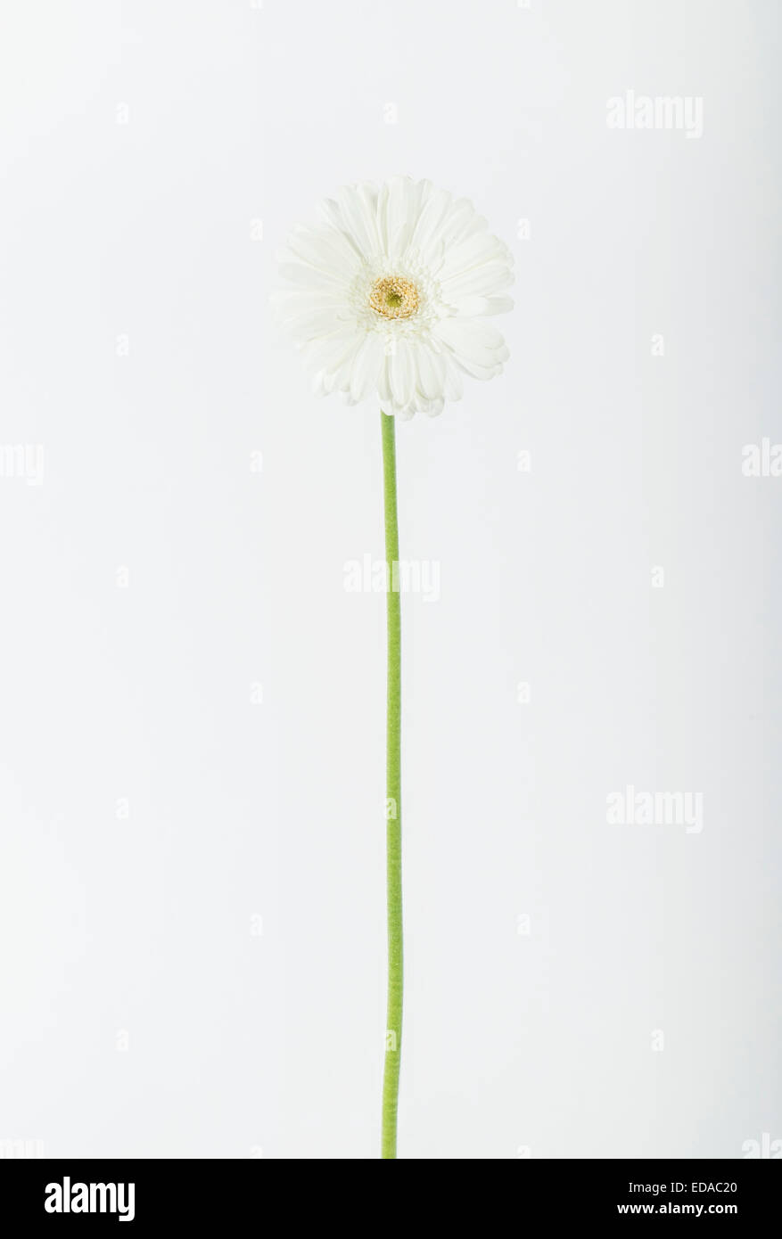 Seul gerbera flower standing tall Banque D'Images