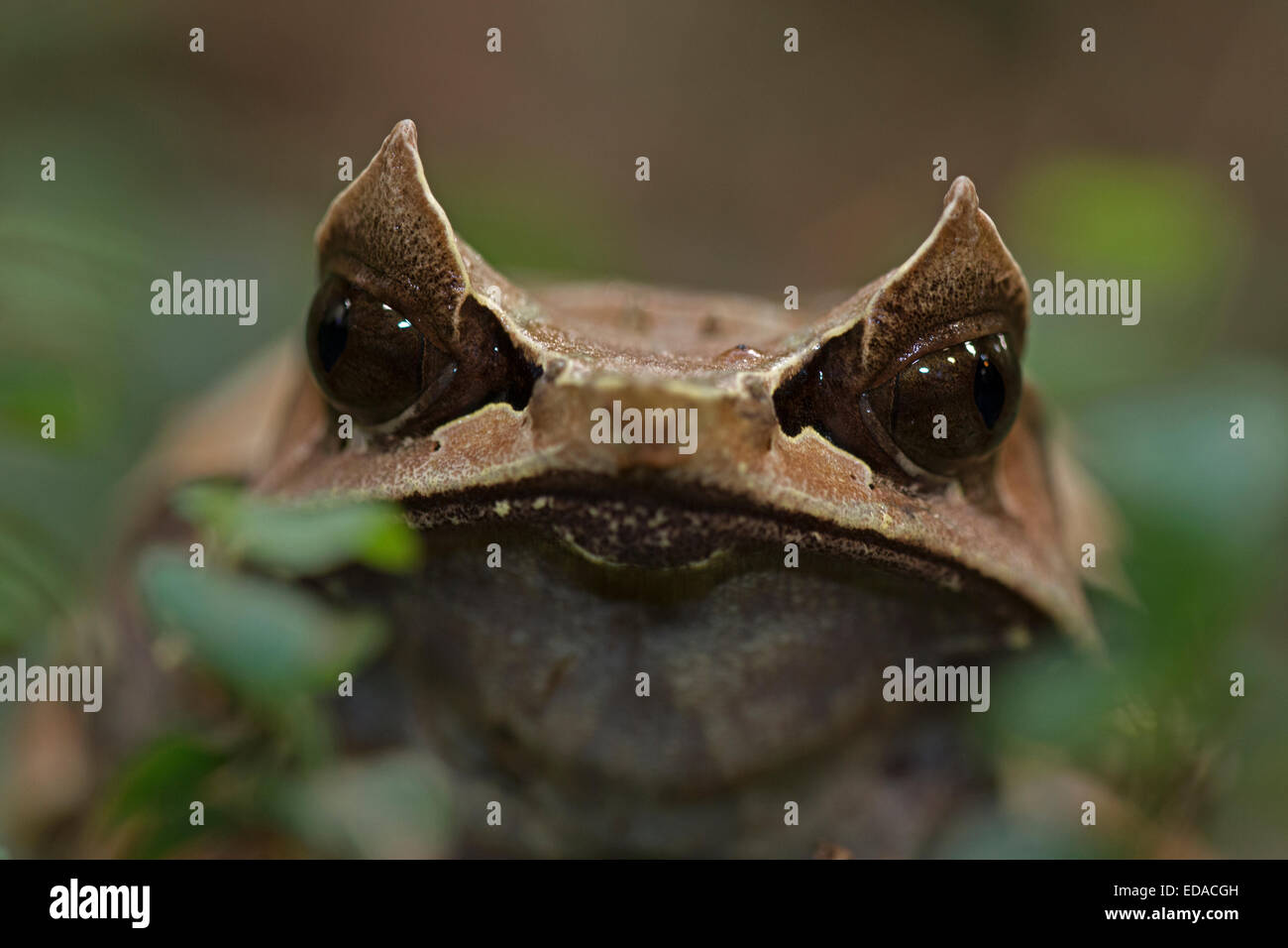 La grenouille cornue bec long (Megophrys nasuta), aussi connu sous le nom de Malayan horned frog grenouille feuille de Malaisie ou en captivité, Banque D'Images