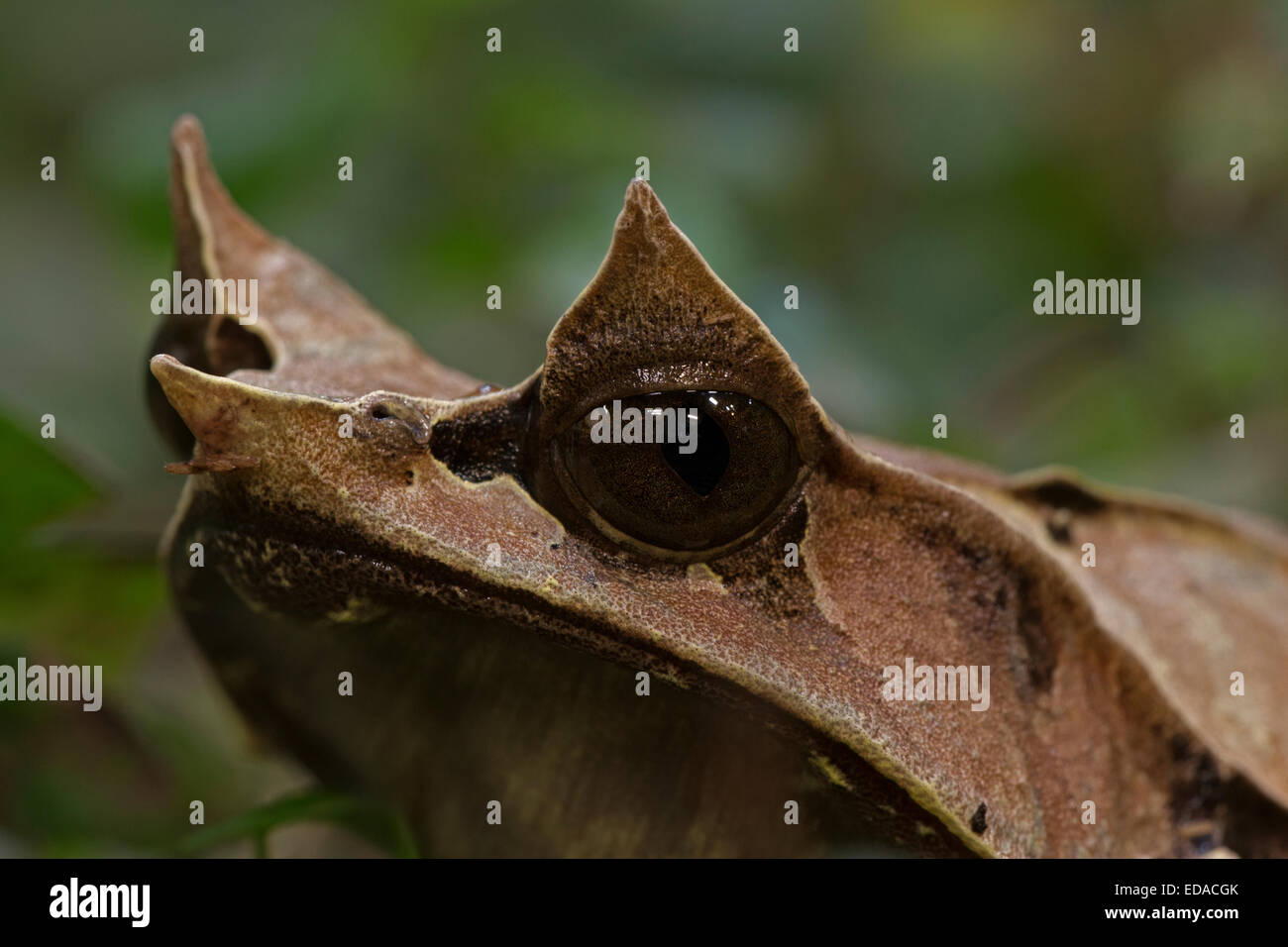La grenouille cornue bec long (Megophrys nasuta), aussi connu sous le nom de Malayan horned frog grenouille feuille de Malaisie ou en captivité, Banque D'Images