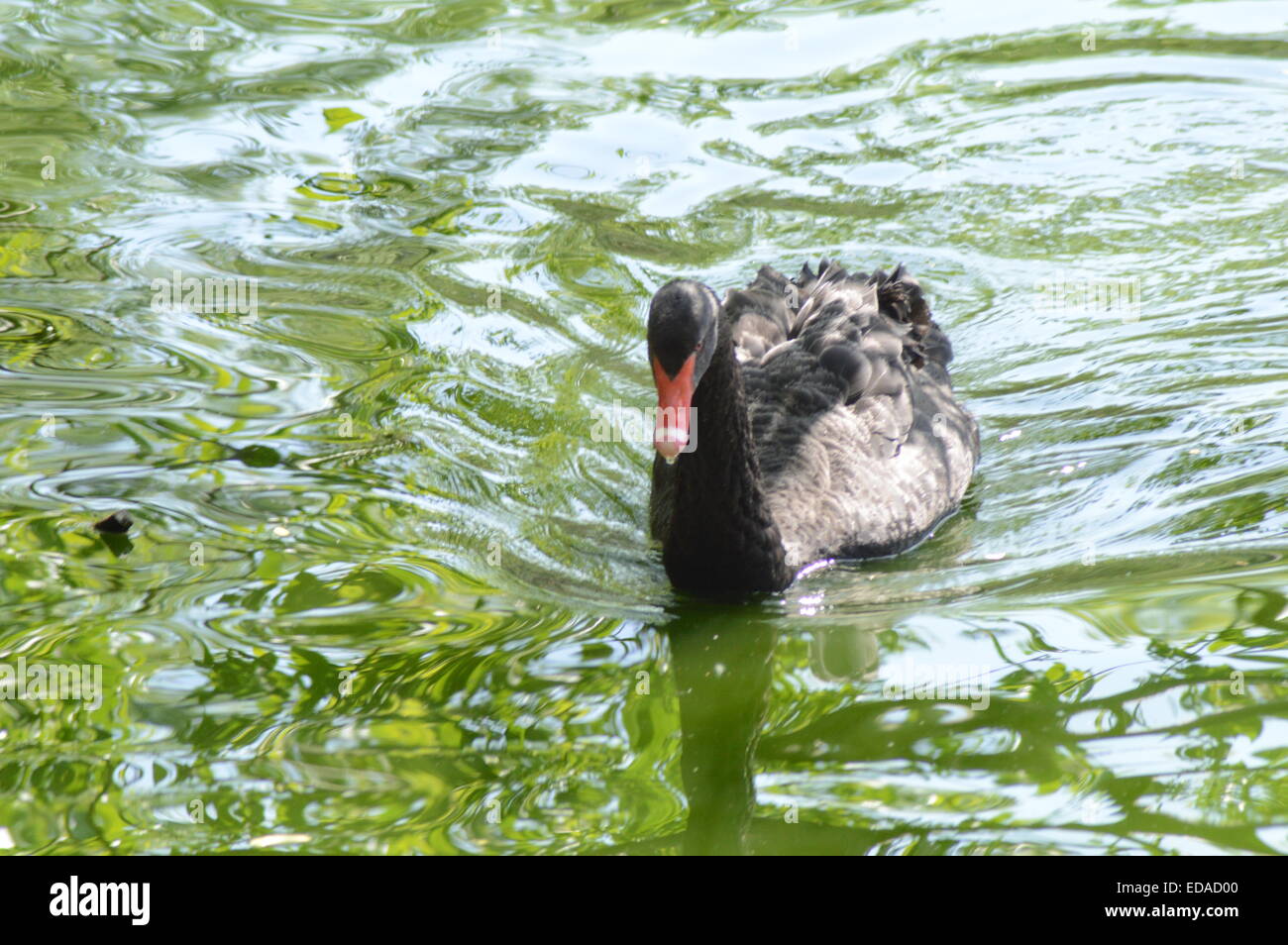 Black Swan journée ensoleillée Banque D'Images