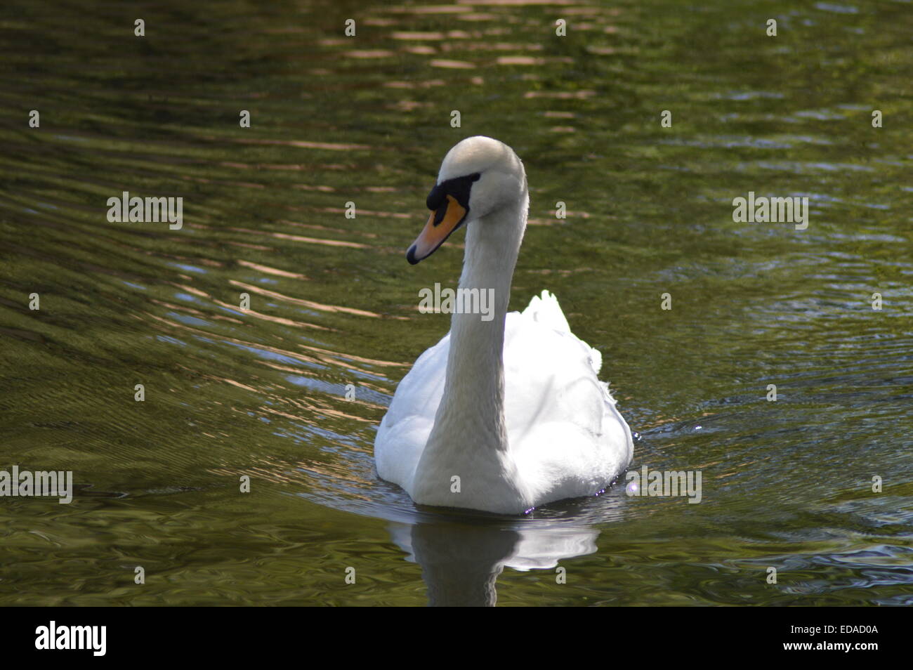 Cygne blanc nageant dans l'eau sombre Banque D'Images