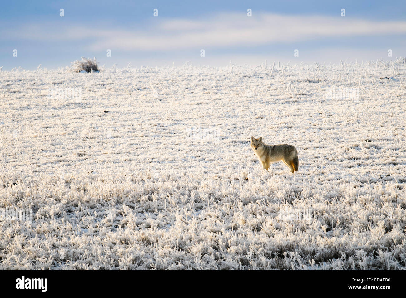 Coyote sauvage dans les prairies couvertes de givre Banque D'Images