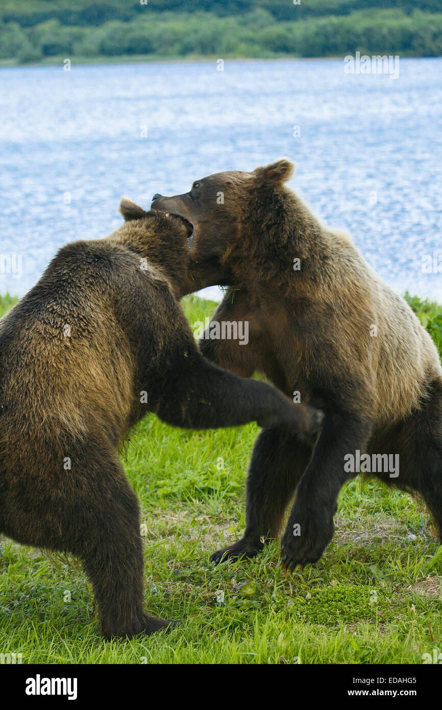 Ours brun (Ursus arctos) combats dans le lac Kurile, péninsule du Kamchatka, en Russie. Banque D'Images