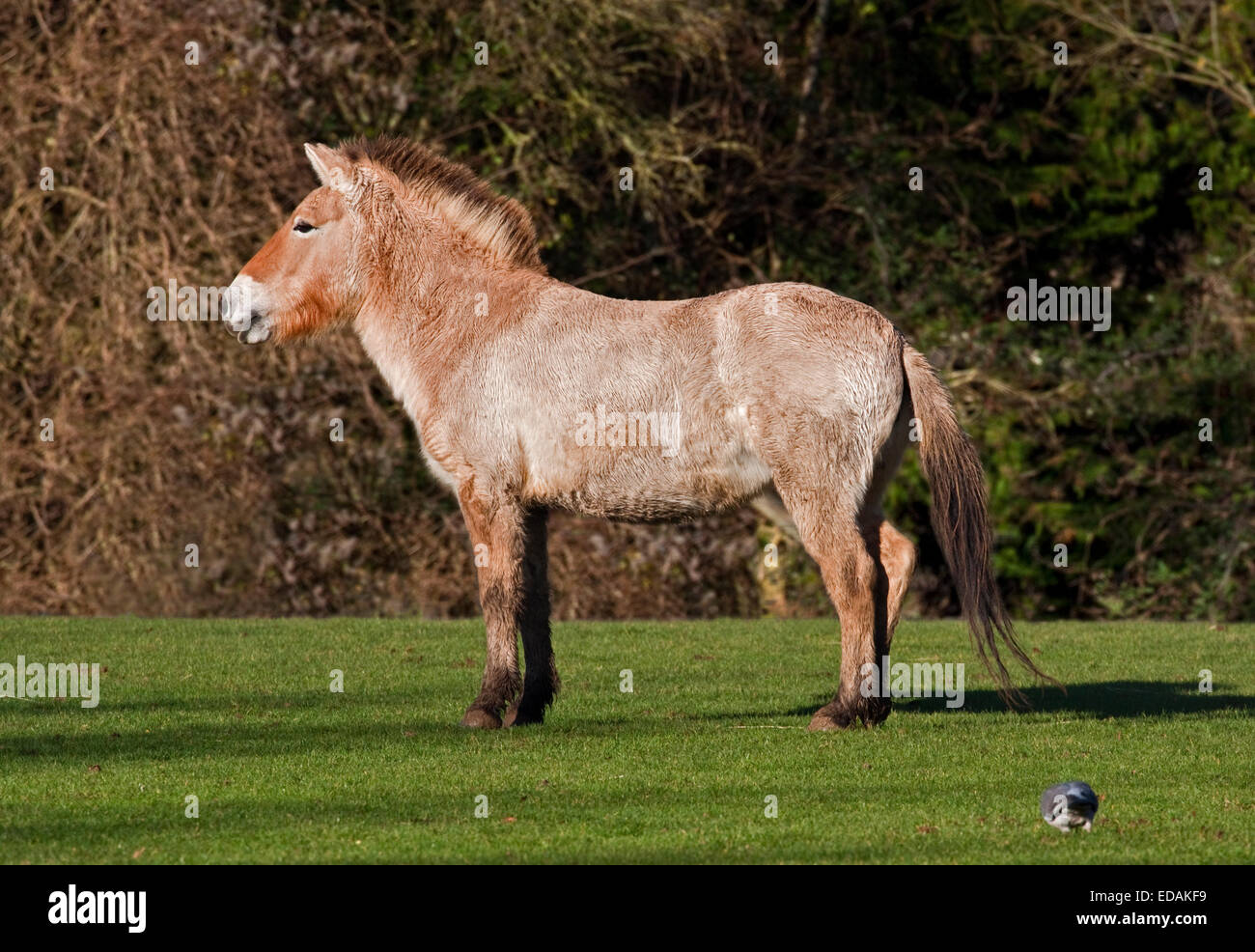 Le cheval de Przewalski (Equus ferus przewalskii) en manteau d'hiver Banque D'Images