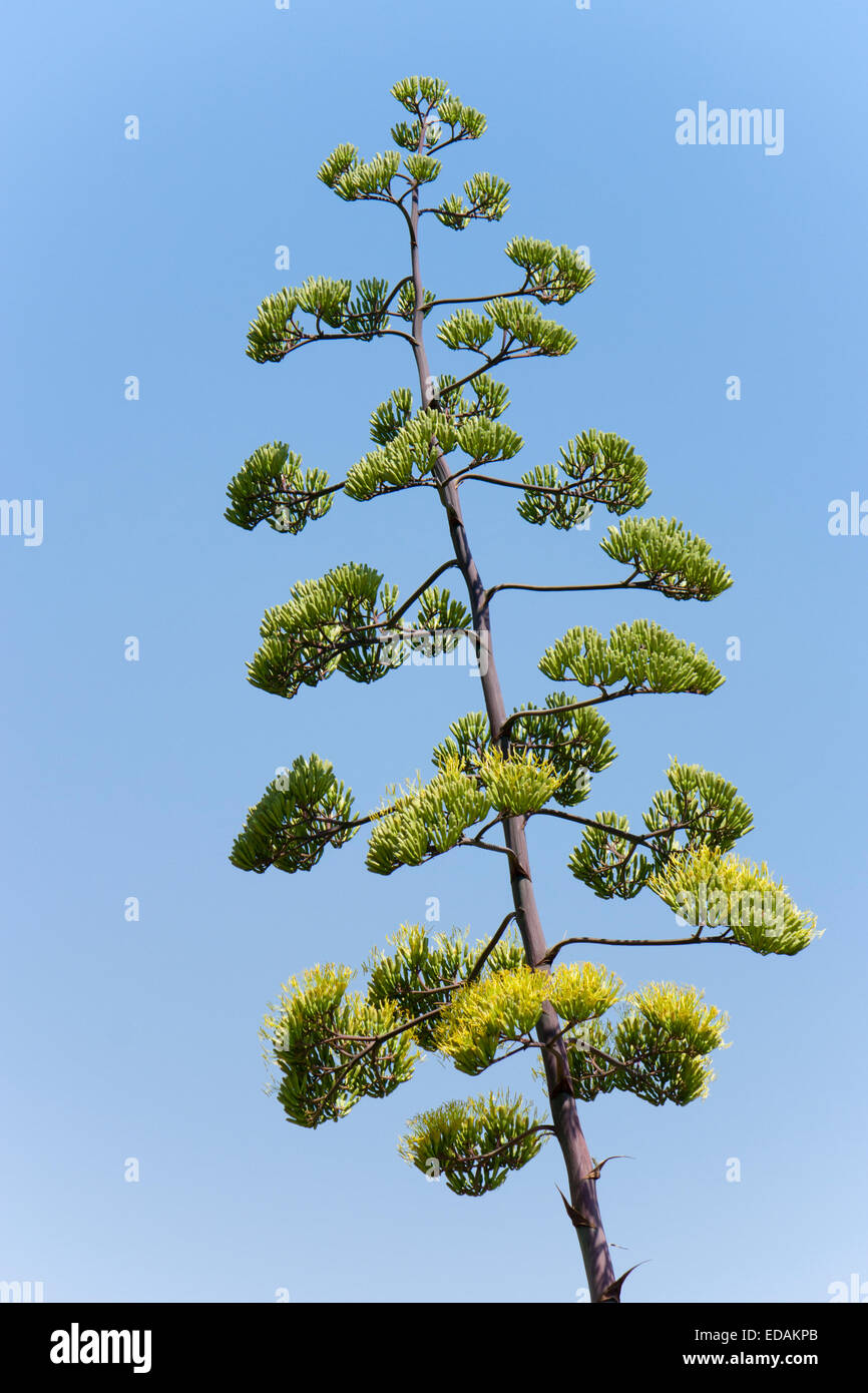 Grand pic de floraison de la century plant, Agave americana Banque D'Images