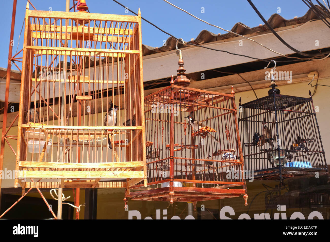 Avec des cages en bois-rouge (Pycnonotus jocosus bulbul moustac) Koh Lanta Thaïlande, Asie du sud-est. Banque D'Images