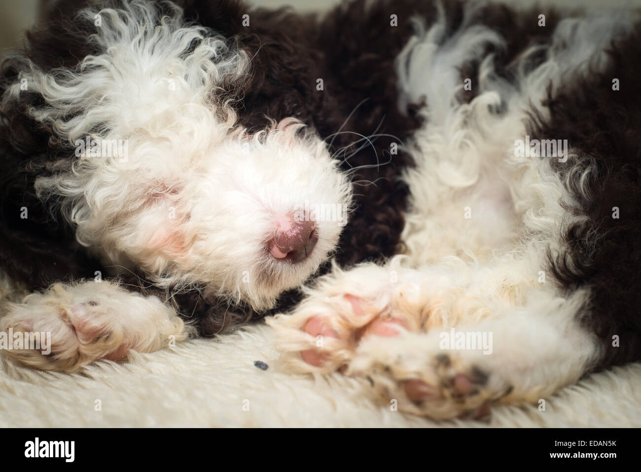 Couchage Chiot Chien d'eau Espagnol Banque D'Images