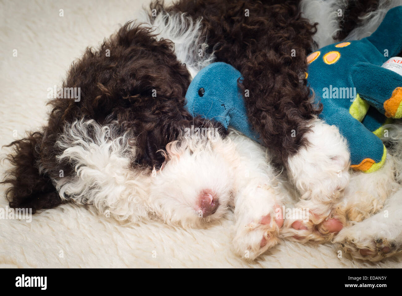 Chiot Chien d'eau espagnol en câlins jouet en peluche dinosaure Banque D'Images