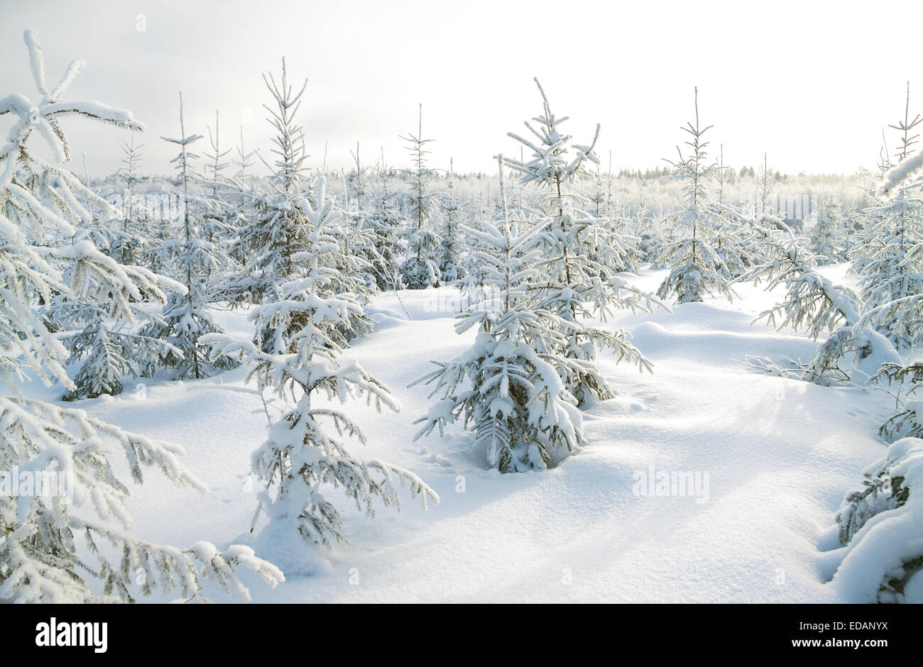 Beau paysage d'hiver avec la forêt Banque D'Images