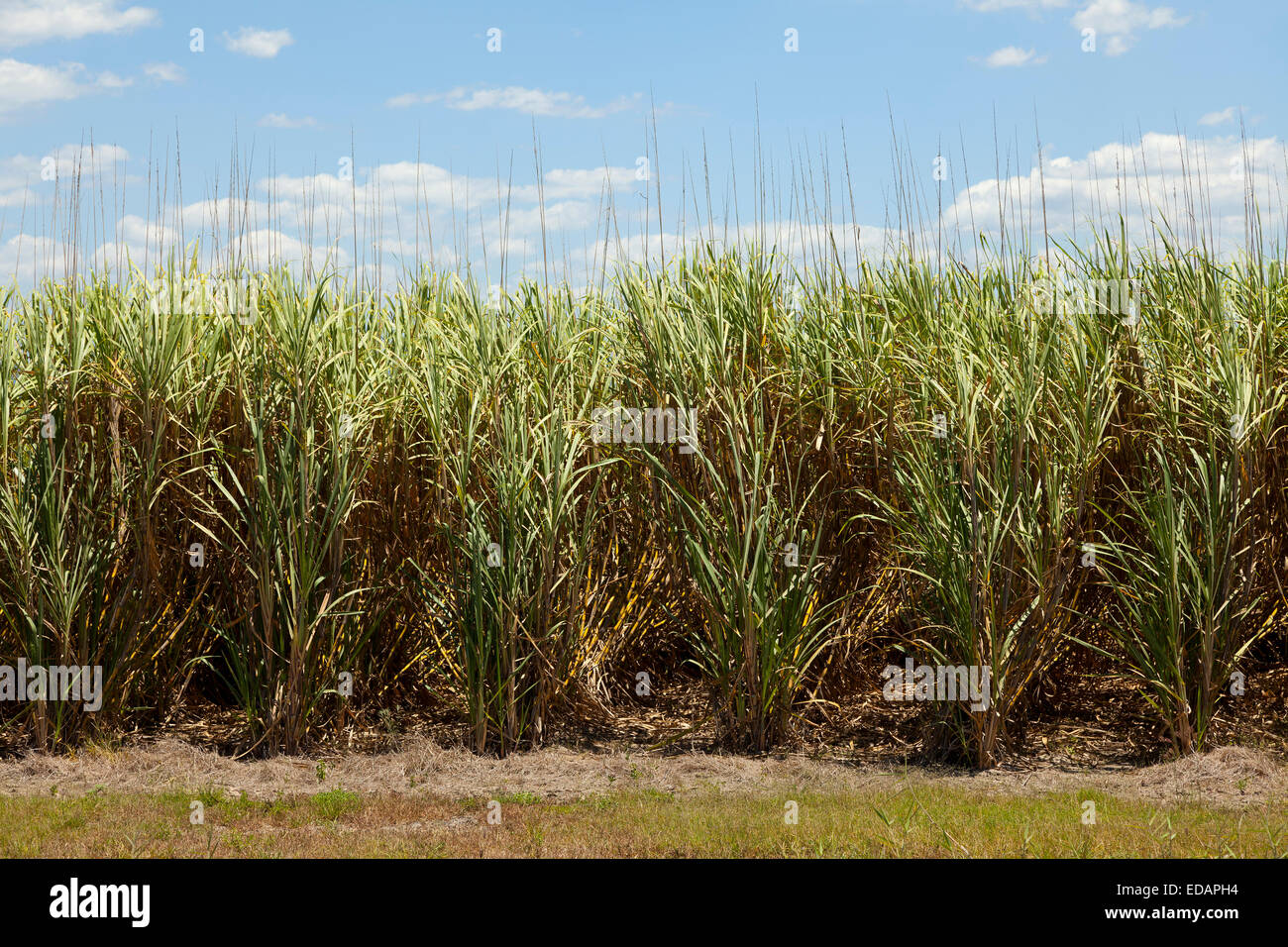 Champs de canne à sucre au Queensland, Australie Banque D'Images