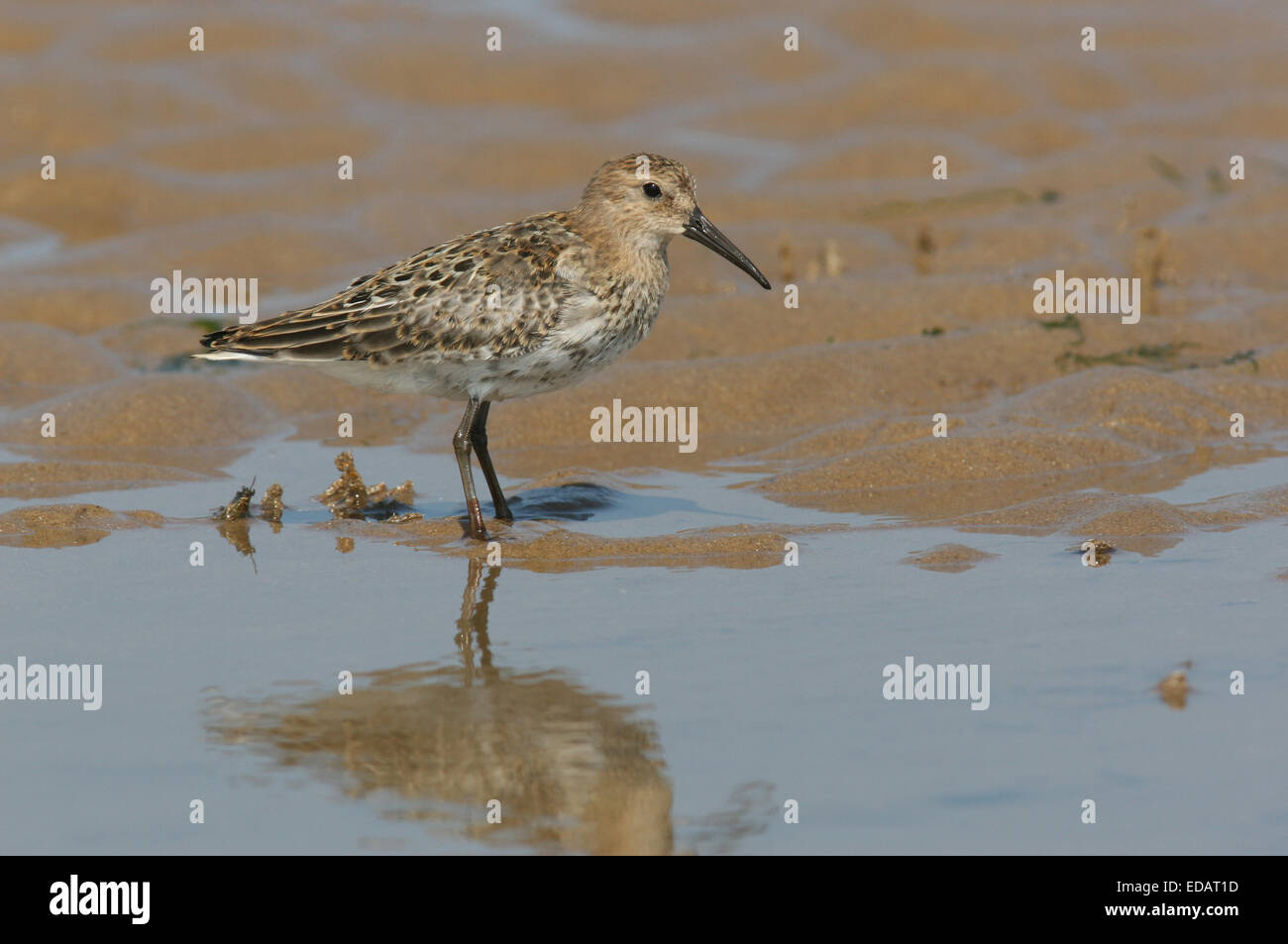 Le bécasseau variable plumage d'automne sur la côte de sable Banque D'Images