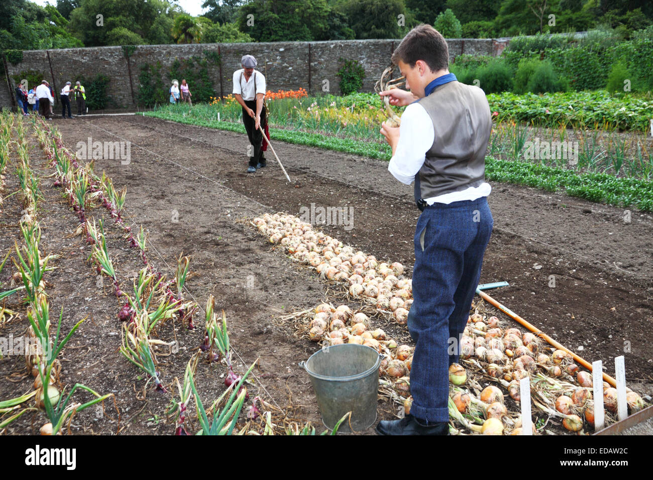 Jardiniers habillés en vêtements du début du xxe siècle dans un potager de la plantation des oignons. Banque D'Images