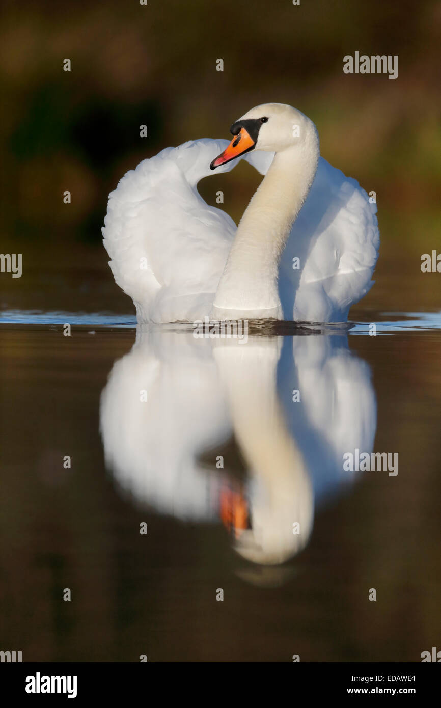 Cygne muet, Cygnus olor, seul oiseau sur l'eau, dans le Warwickshire, Décembre 2014 Banque D'Images