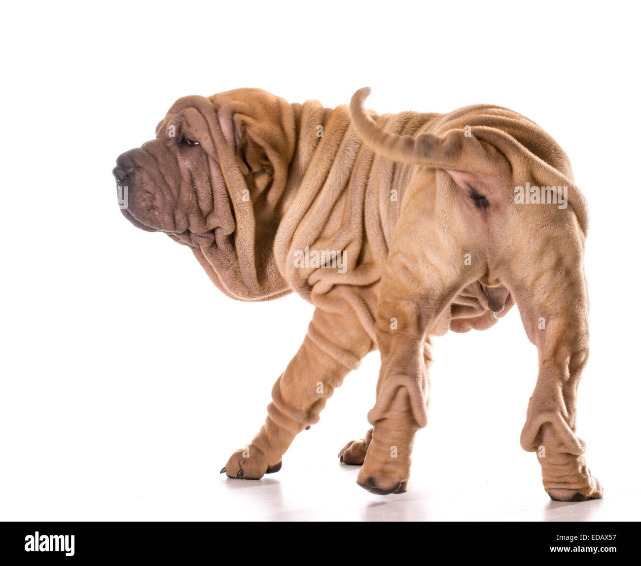 Chinese Shar Pei tournant autour de isolé sur fond blanc Banque D'Images