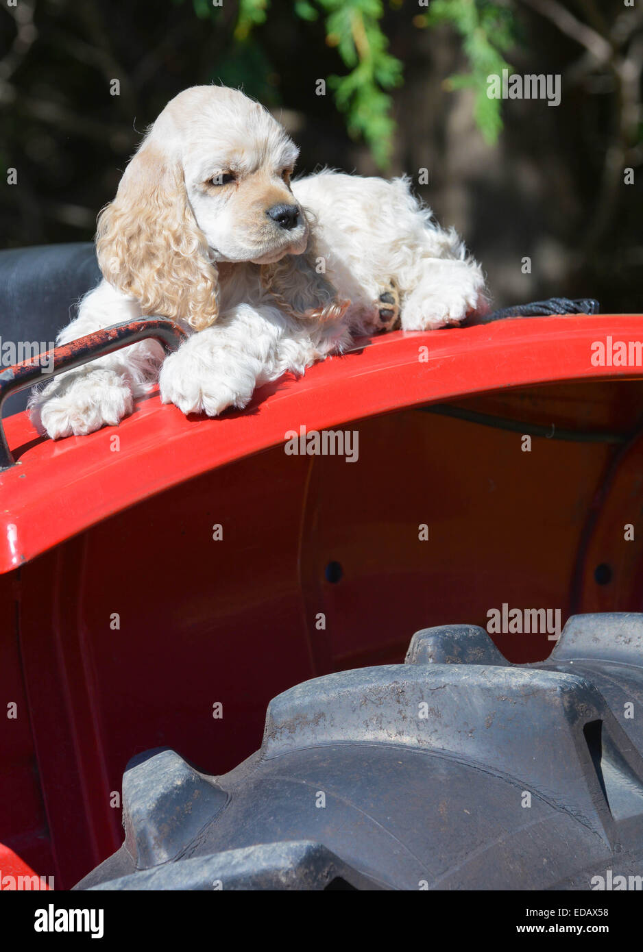 Chien - chiot cocker portant sur l'aile d'un tracteur Banque D'Images