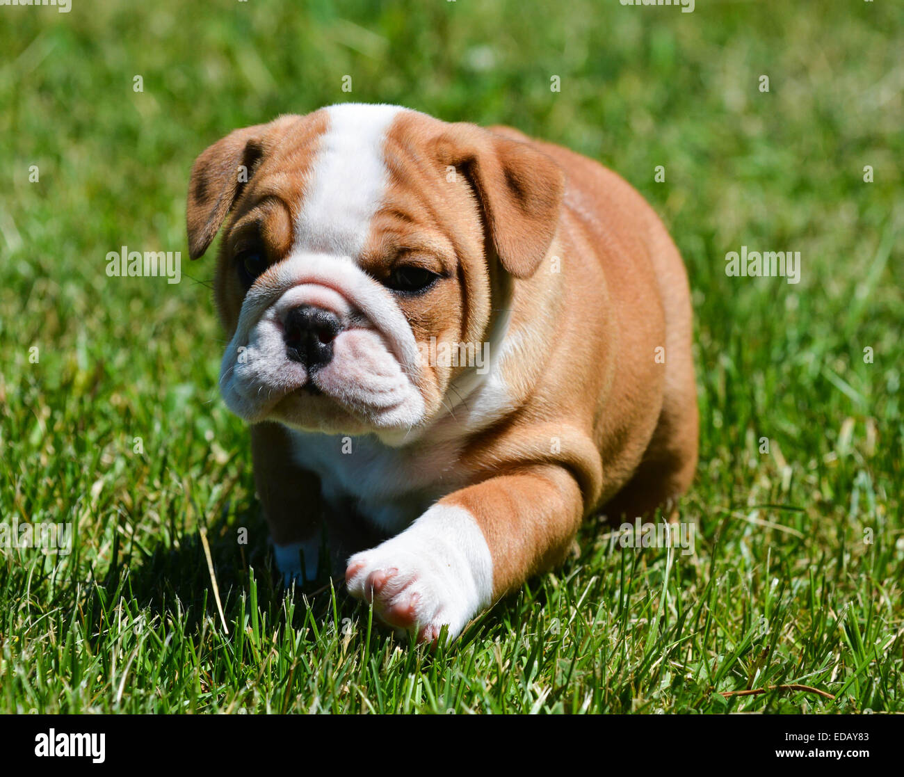 Un brun et blanc Bulldog anglais d'exécution sur la pelouse à la fois  ludique et joyeux. Le Bulldog est un chien très musclé, avec un visage ridé  et d'une di Photo Stock -