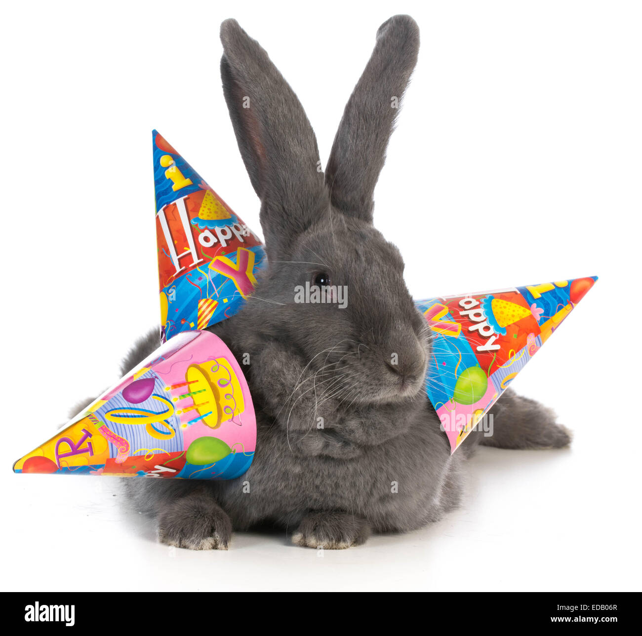 Anniversaire Lapin Lapin Flamand Geant Portant Trois Chapeaux D Anniversaire Sur Fond Blanc Photo Stock Alamy