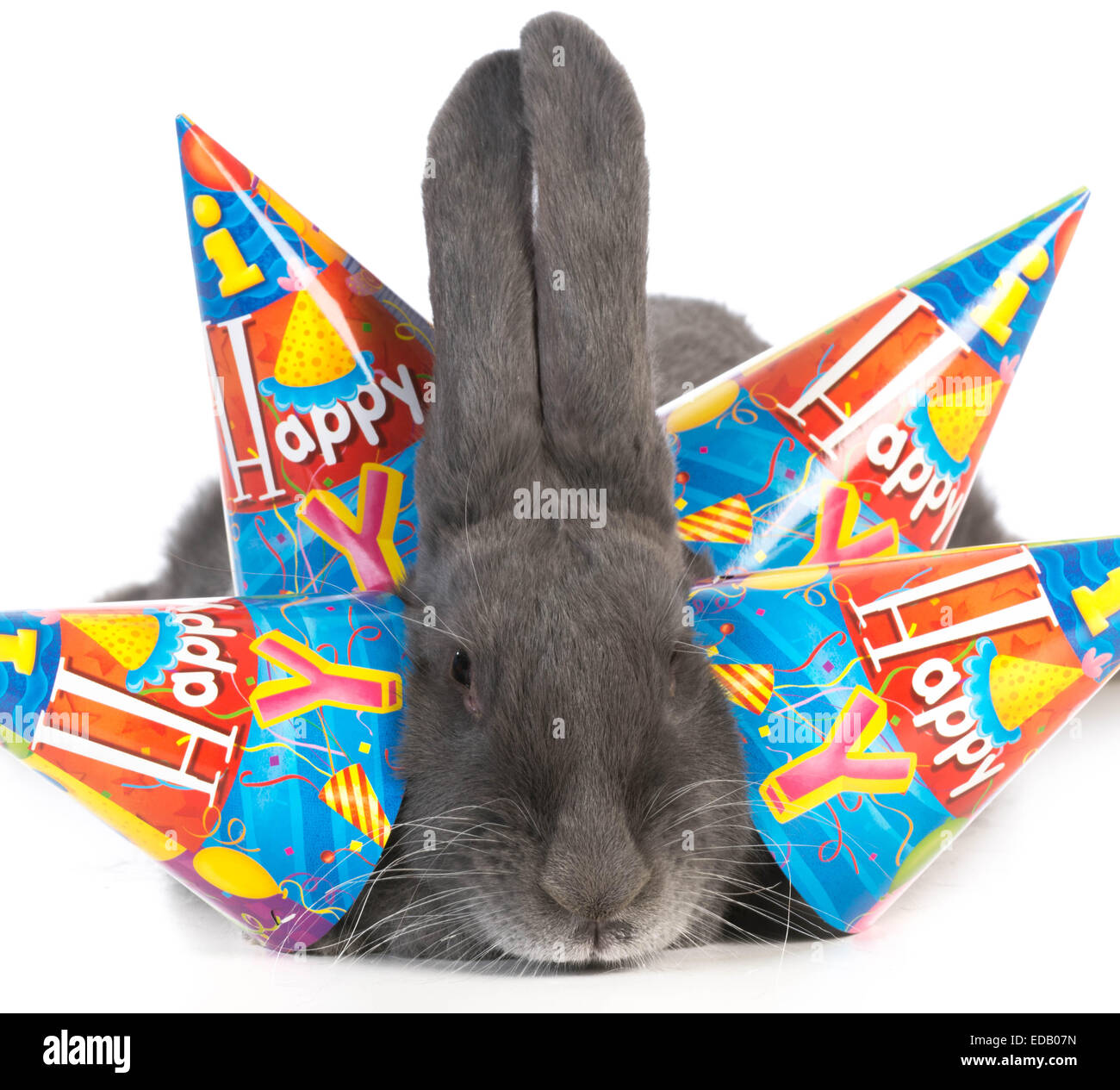 Anniversaire Lapin Lapin Flamand Geant Portant Quatre Chapeaux D Anniversaire Sur Fond Blanc Photo Stock Alamy