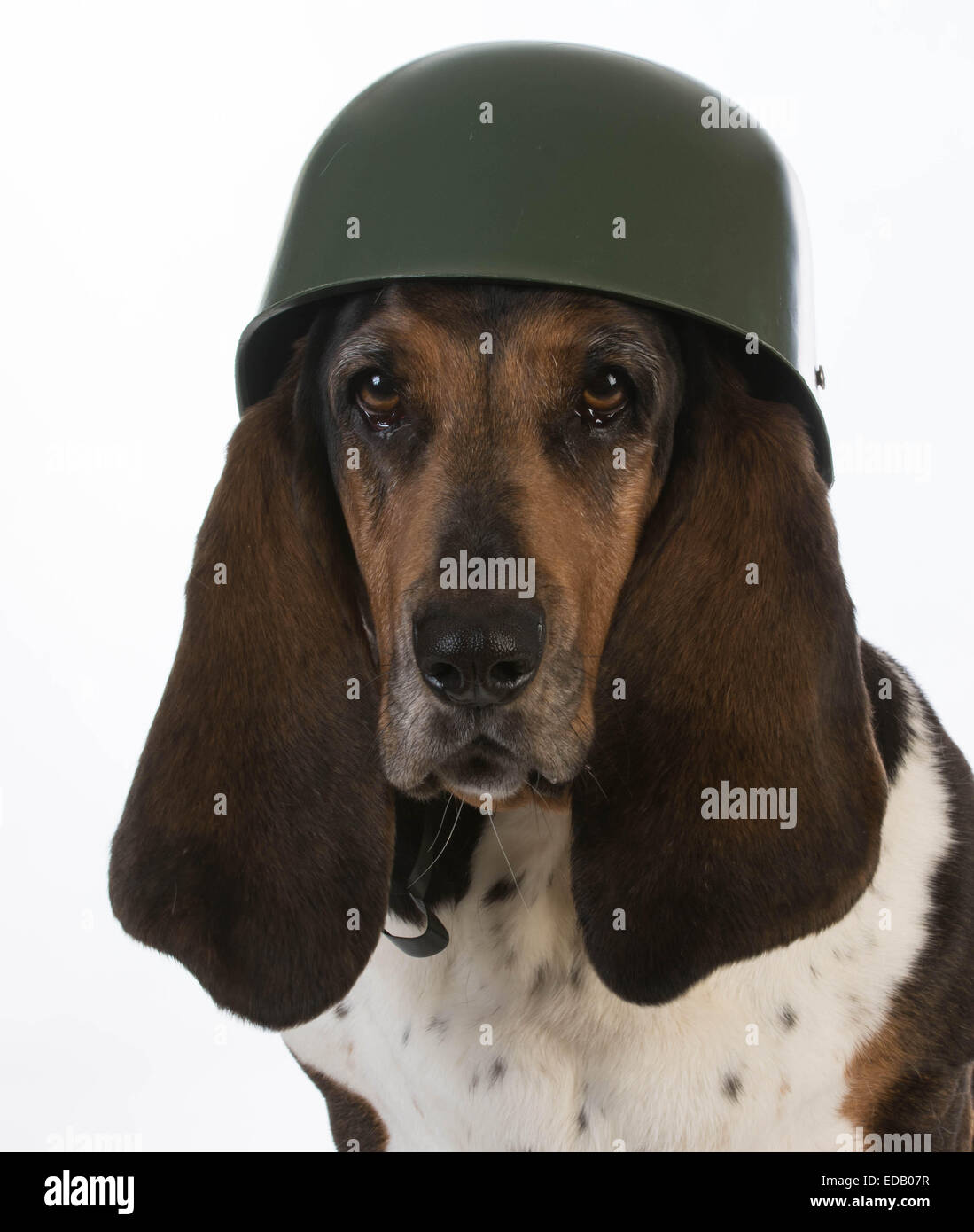 Soldat chien basset hound - casque militaire portant sur fond blanc Banque D'Images