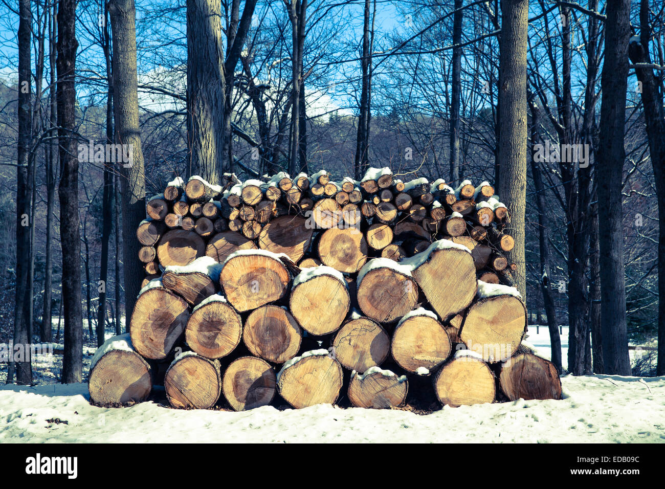 Bois recouvert de neige, New England Banque D'Images