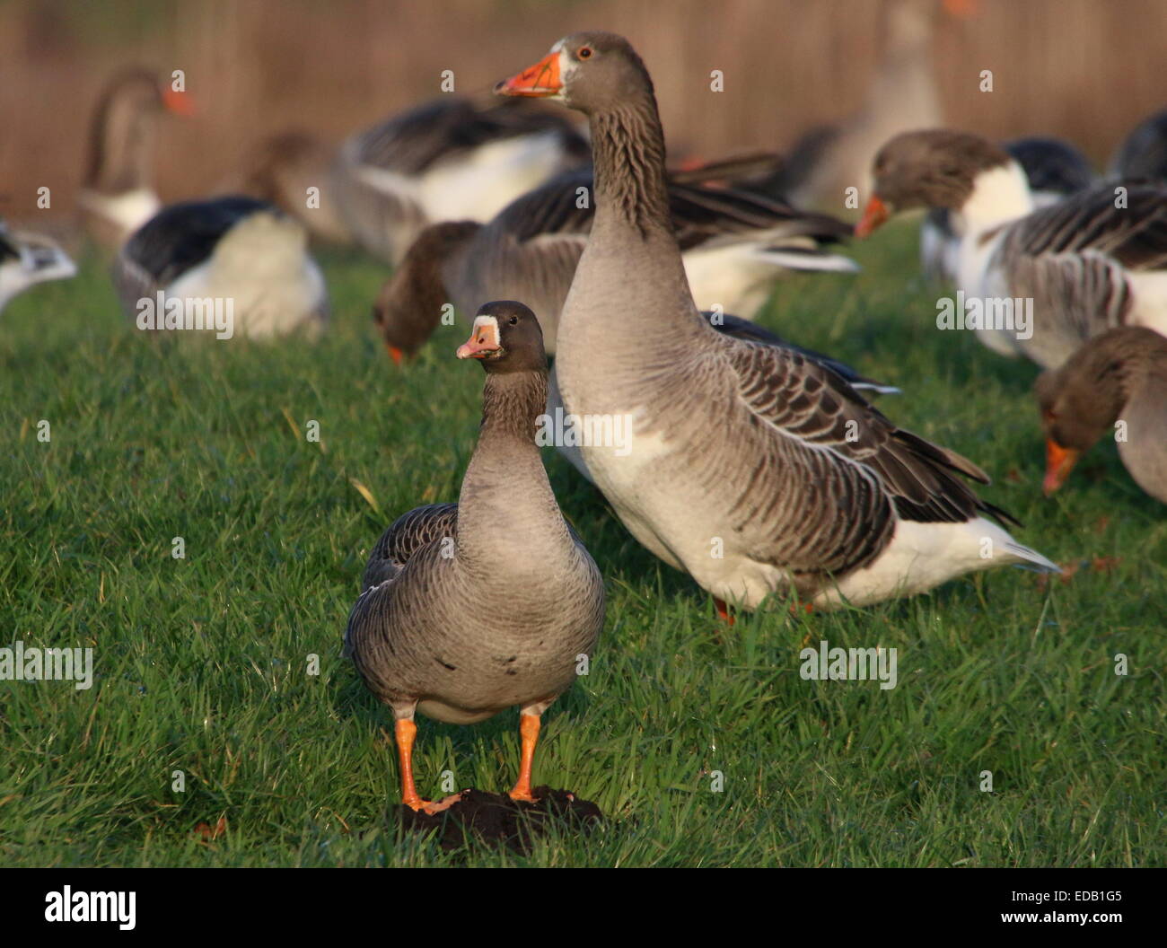 Oie naine (Anser erythropus), un rare migrant en Europe de l'Ouest. Ici avec une bien plus grande oie cendrée Banque D'Images