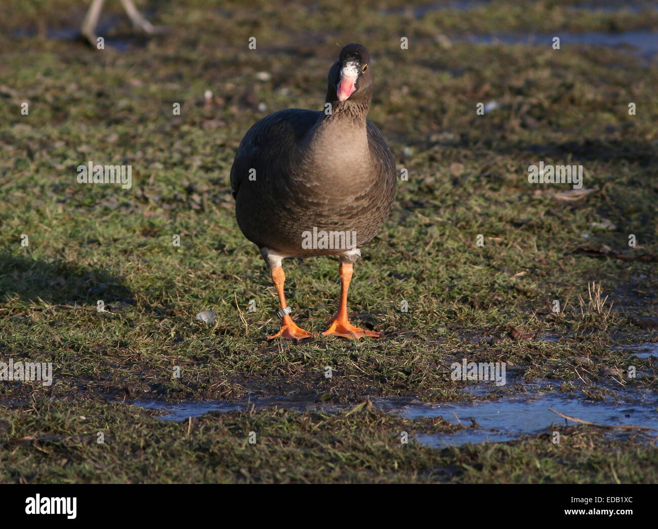 Oie naine (Anser erythropus), originaire de l'Asie du Nord-Est, migrants rare en Europe de l'Ouest Banque D'Images