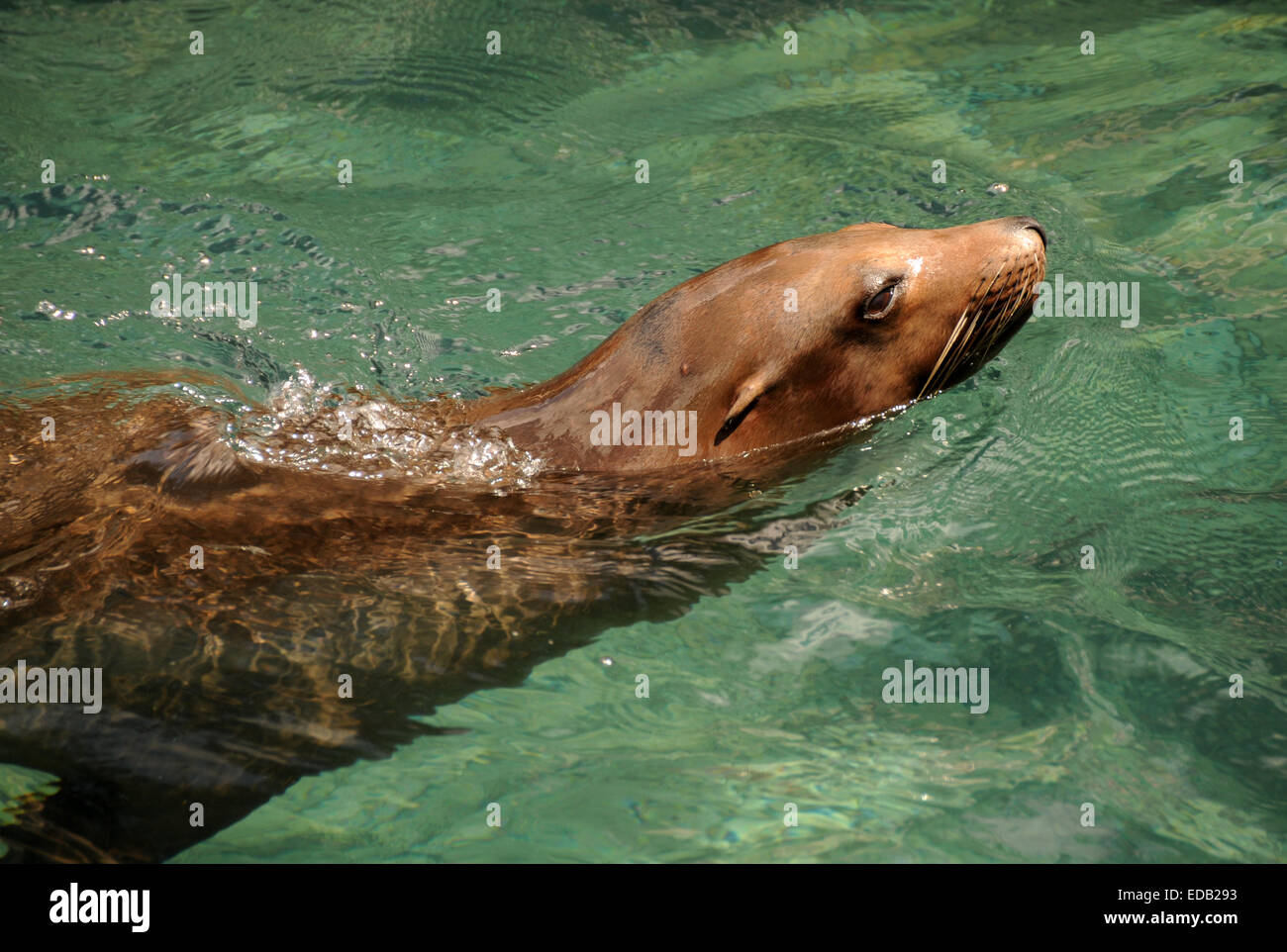 Lion de mer baignade en milieu naturel Banque D'Images