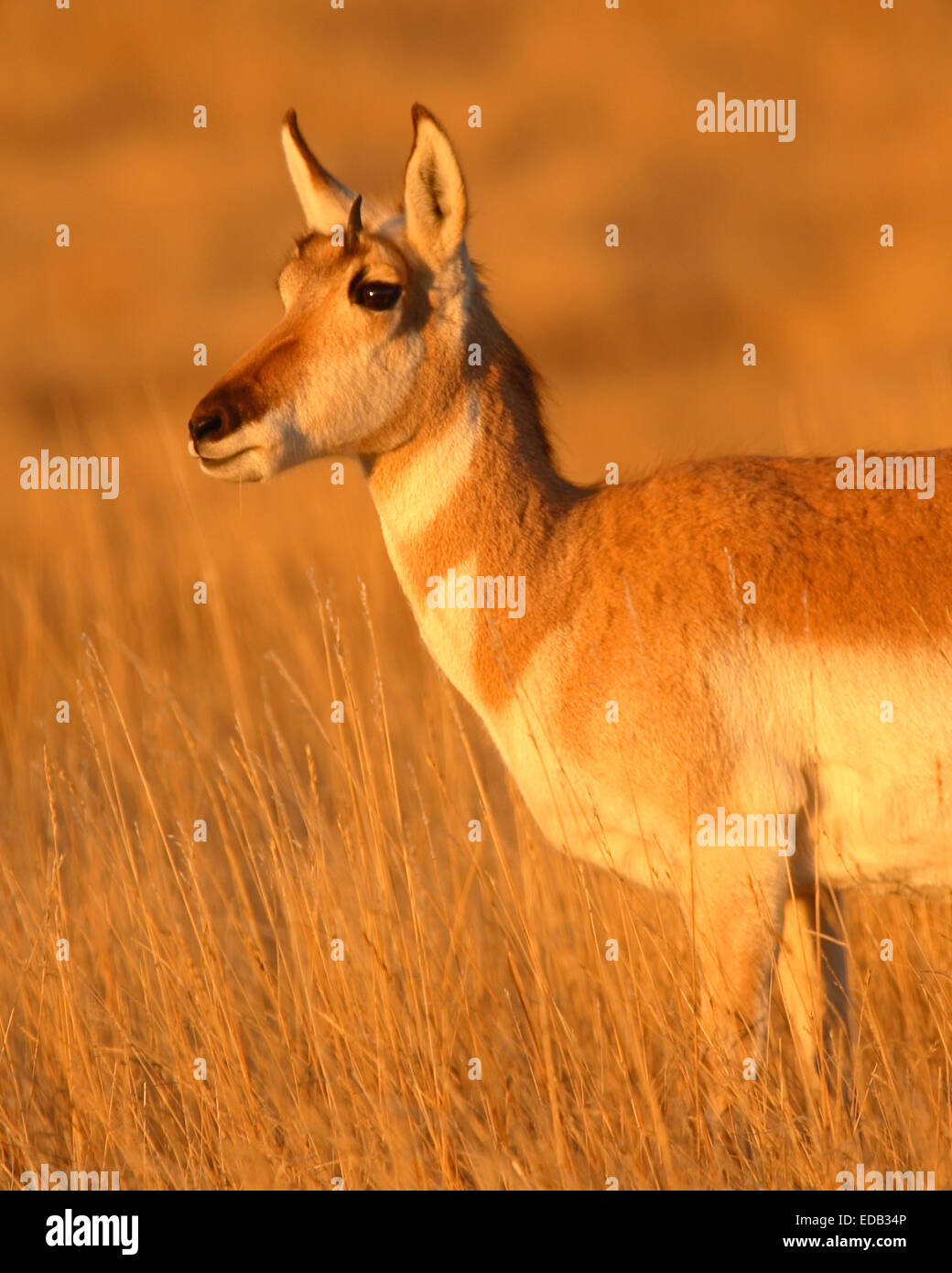 L'Antilope d'une donnant sur la prairie à l'aube. Banque D'Images