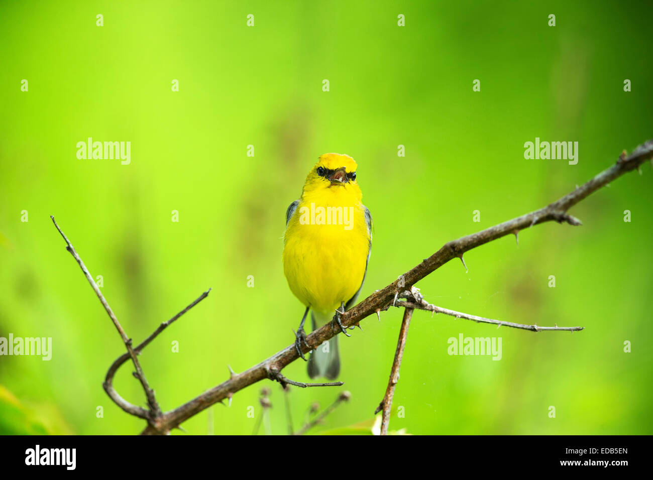 Blue-winged Warbler Vermivora cyanoptera - chant - Banque D'Images