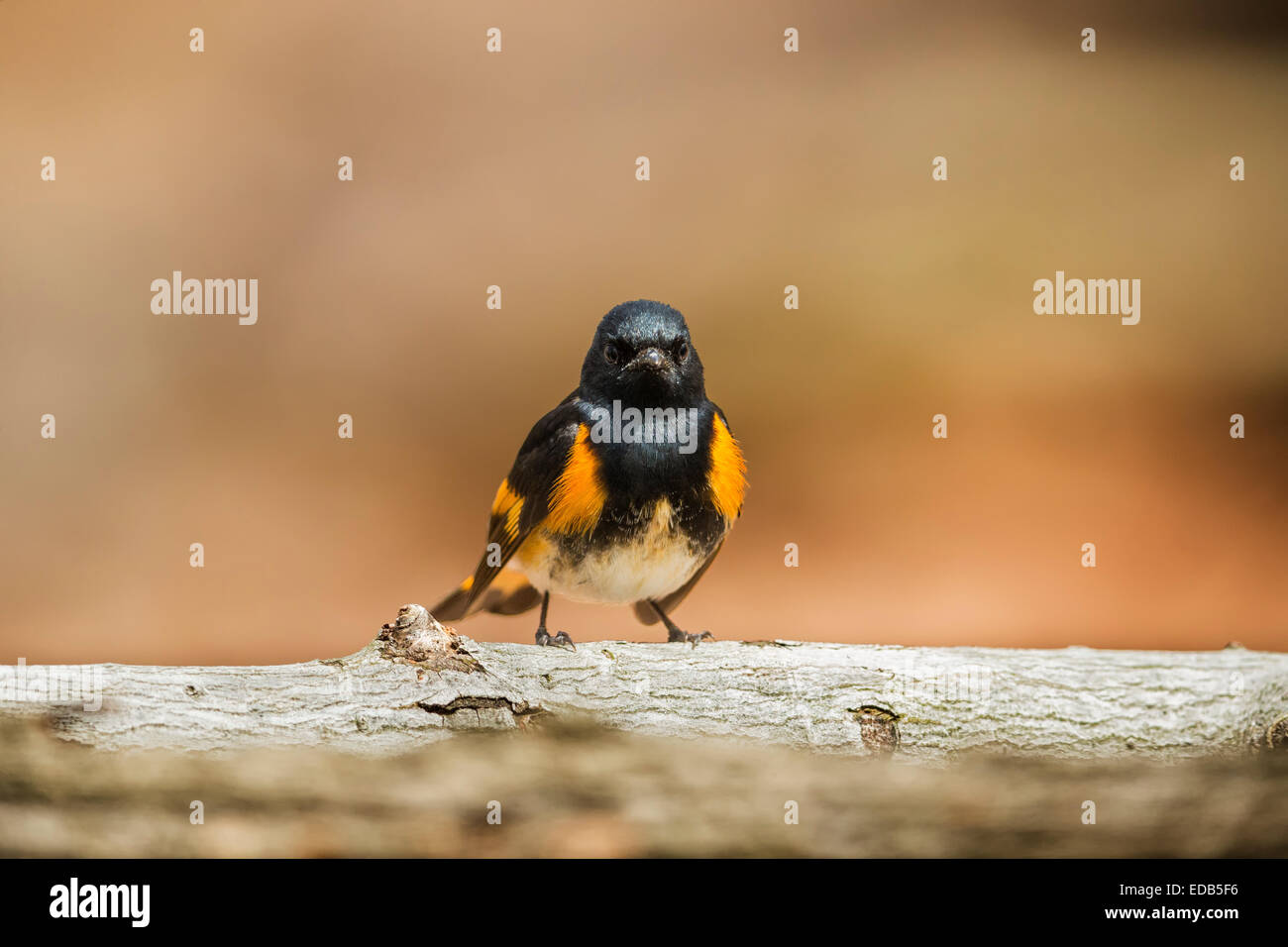 Paruline flamboyante Setophaga ruticilla - homme adulte Banque D'Images