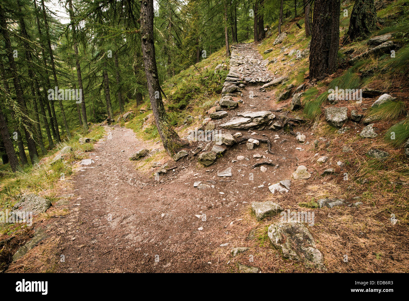 Deux chemins parmi les arbres au parc national Gran Paradiso, en Italie. Banque D'Images
