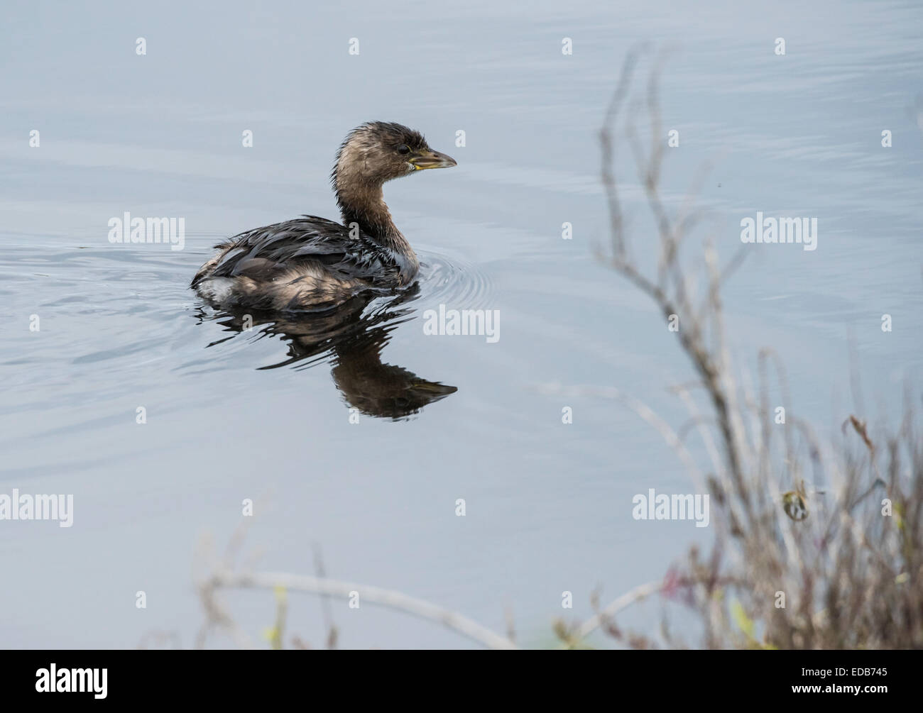 Grèbe minime immatures, une natation plongée asnd oiseau des zones humides Banque D'Images