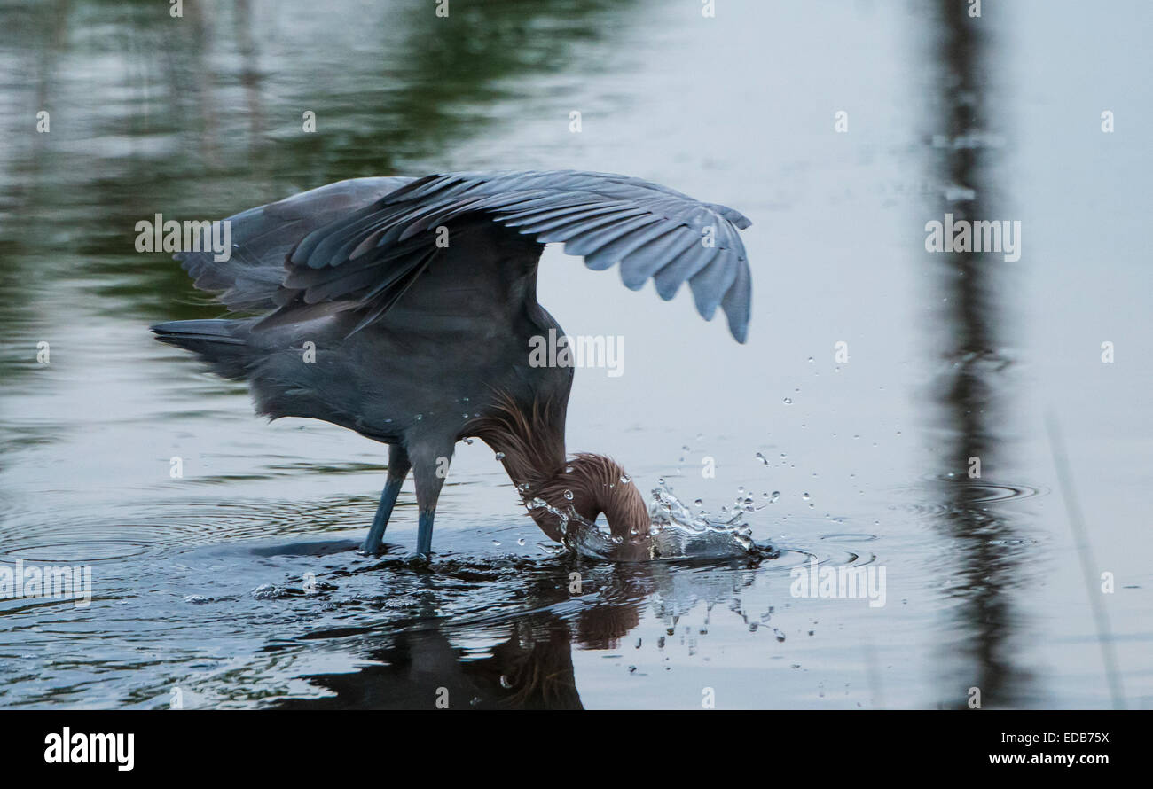 Une rare Aigrette rougeâtre s'alimentant à Black Point, Merrit Island NWR Banque D'Images