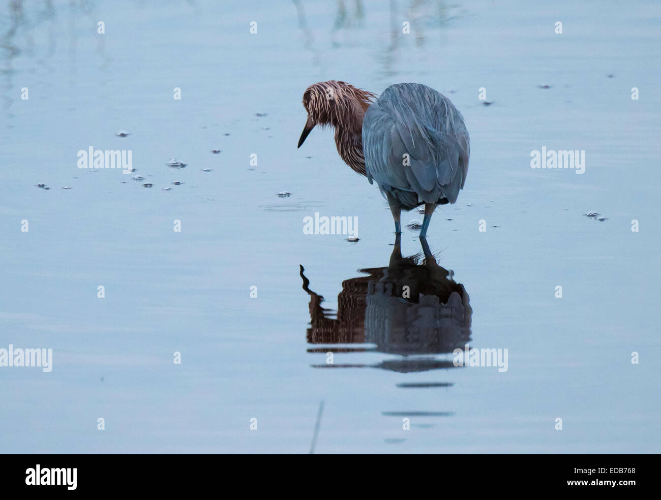 Une rare Aigrette rougeâtre s'alimentant à Black Point, Merrit Island NWR Banque D'Images