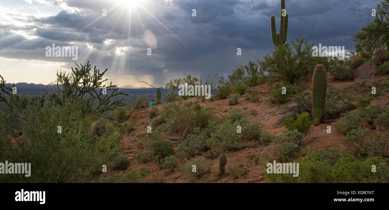 La mousson du désert, Saguaro National Park West, Tucson, Arizona Banque D'Images