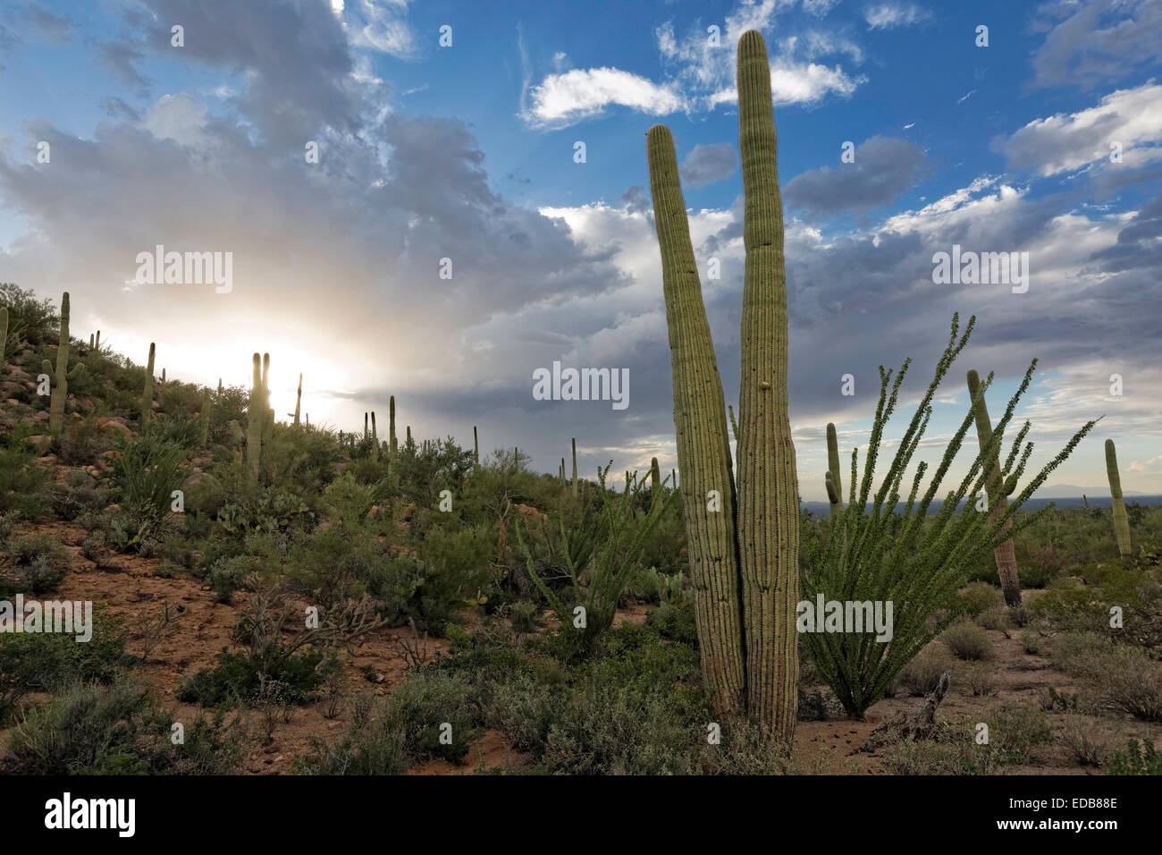 Les nuages de la mousson au cours de Saguaro National Park West, Tucson, Arizona Banque D'Images