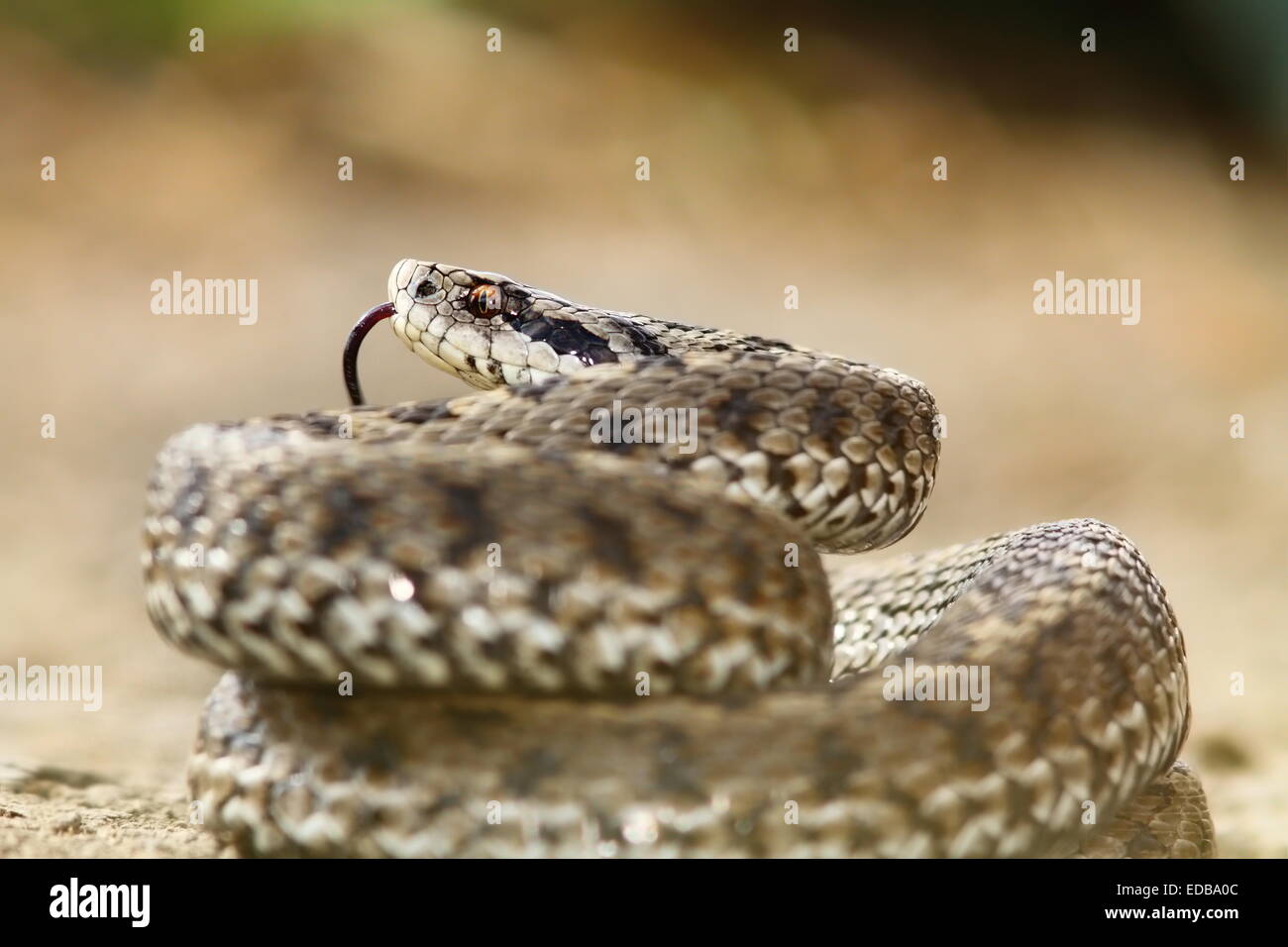 Meadow viper ( Vipera ursinii rakosiensis ) prêt à frapper ; cette espèce de reptile est inscrite sur la liste rouge, en voie de disparition Banque D'Images