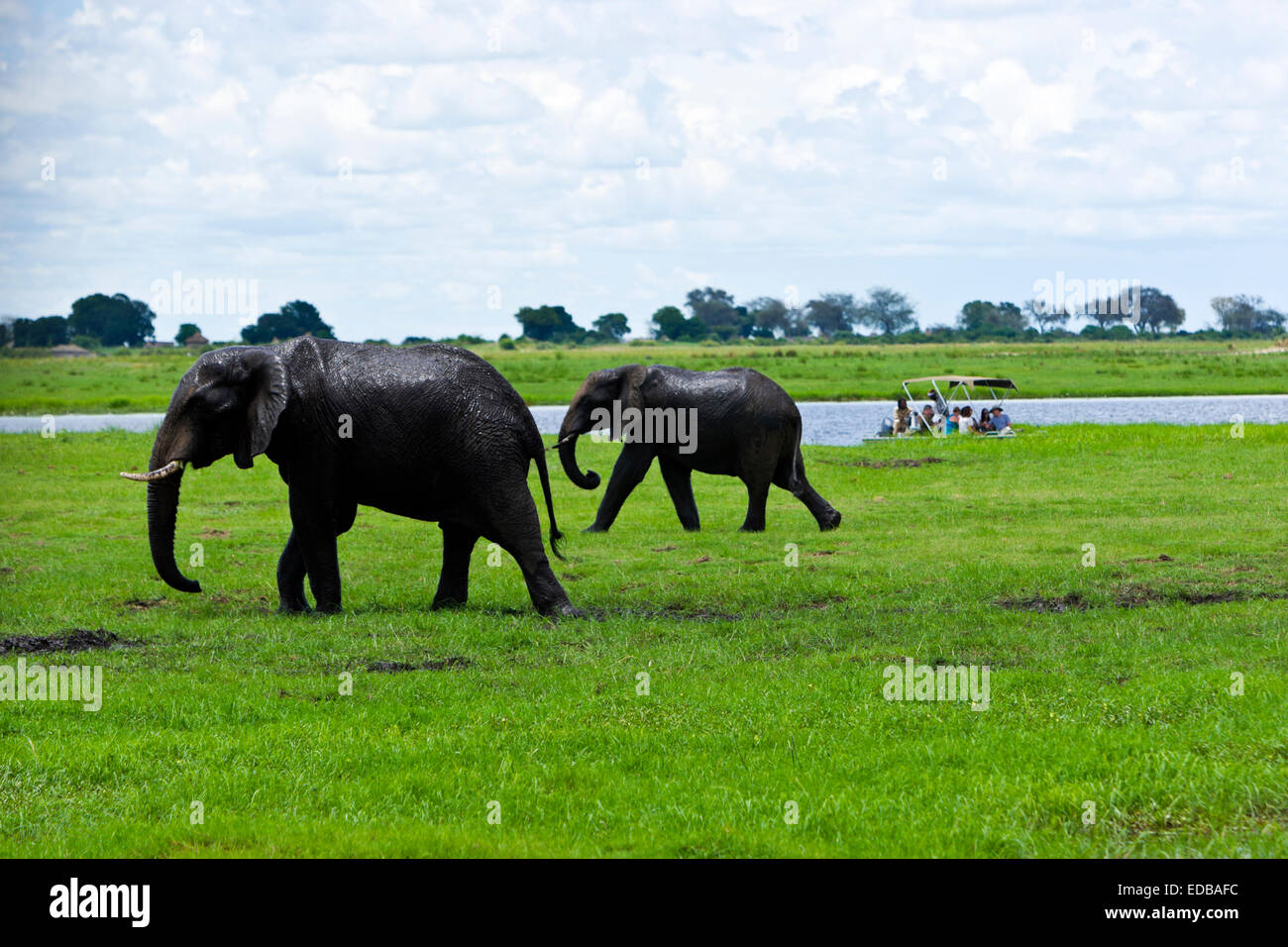 Touriste sur une vue de jeu voile regardez comme deux éléphants d'Afrique (Loxodonta africana) ont un bain de boue. Le Parc National de Chobe au Botswana. Banque D'Images