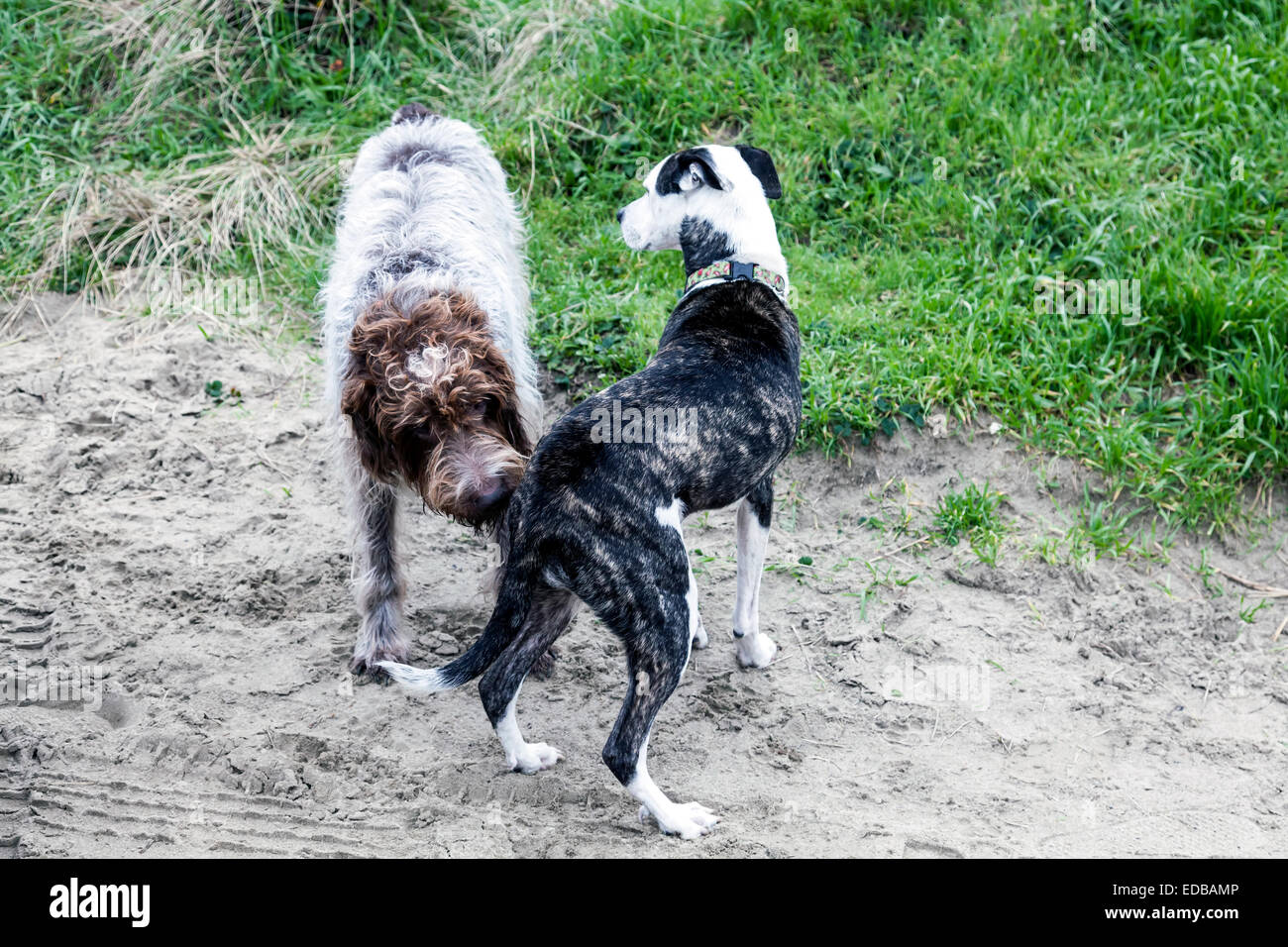 De sable humide et chien Griffon Korthal Griffon Korthals alias queue tachetée de sniffing brindle pit bull mix. Banque D'Images