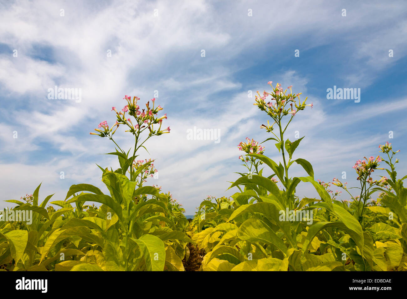 La floraison des plantes de tabac ou en culture du tabac (Nicotiana tabacum), le sud du Palatinat, Rhénanie-Palatinat, Allemagne Banque D'Images