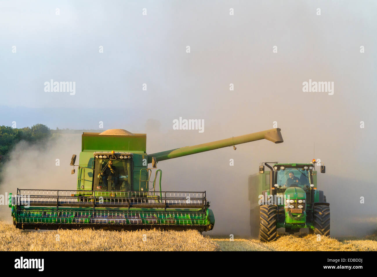 Moissonneuse-batteuse, préparation du transfert de grain de blé à un tracteur et remorque, Burton Joyce, Lancashire, England, UK Banque D'Images