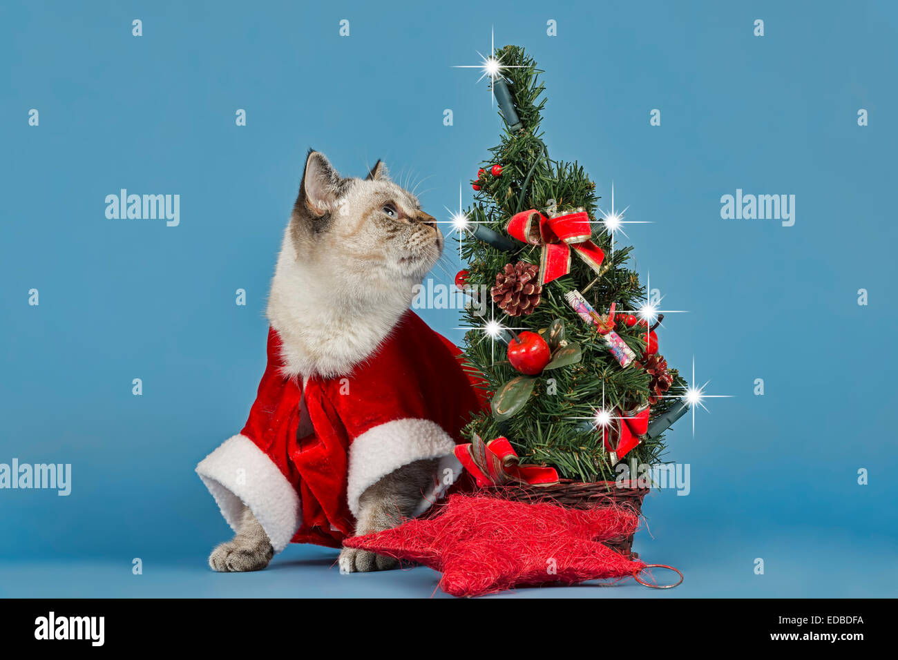 British Shorthair cat en costume de noël avec Christmas Tree Banque D'Images