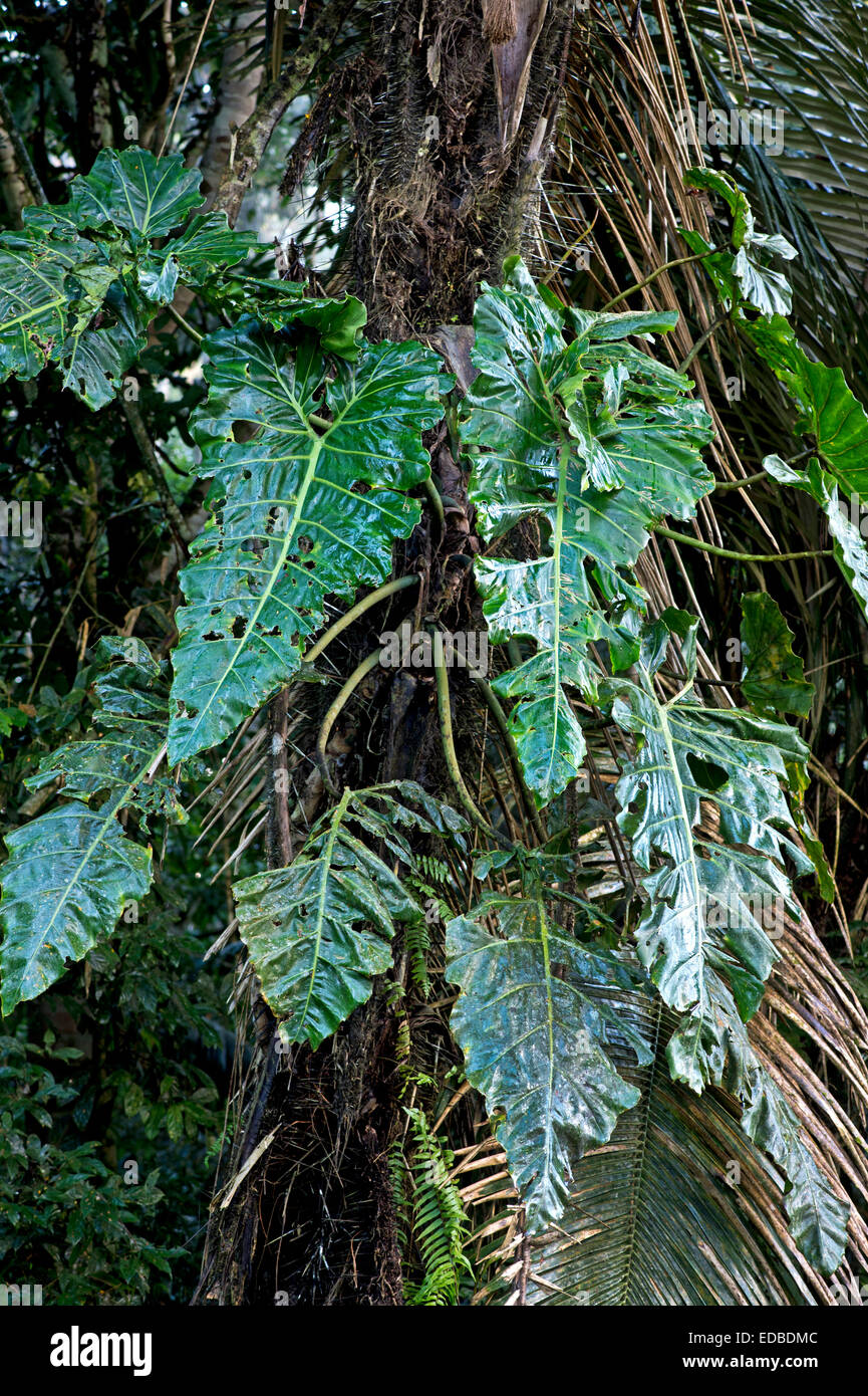 Feuilles de Philodendron Philodendron géant épiphytes (maximum), la Réserve de Tambopata, région de Madre de Dios, Pérou Banque D'Images