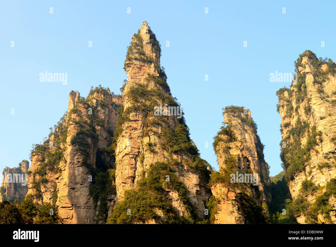 Rochers de grès dans le parc forestier national de Zhangjiajie, Province du Hunan, Chine Banque D'Images